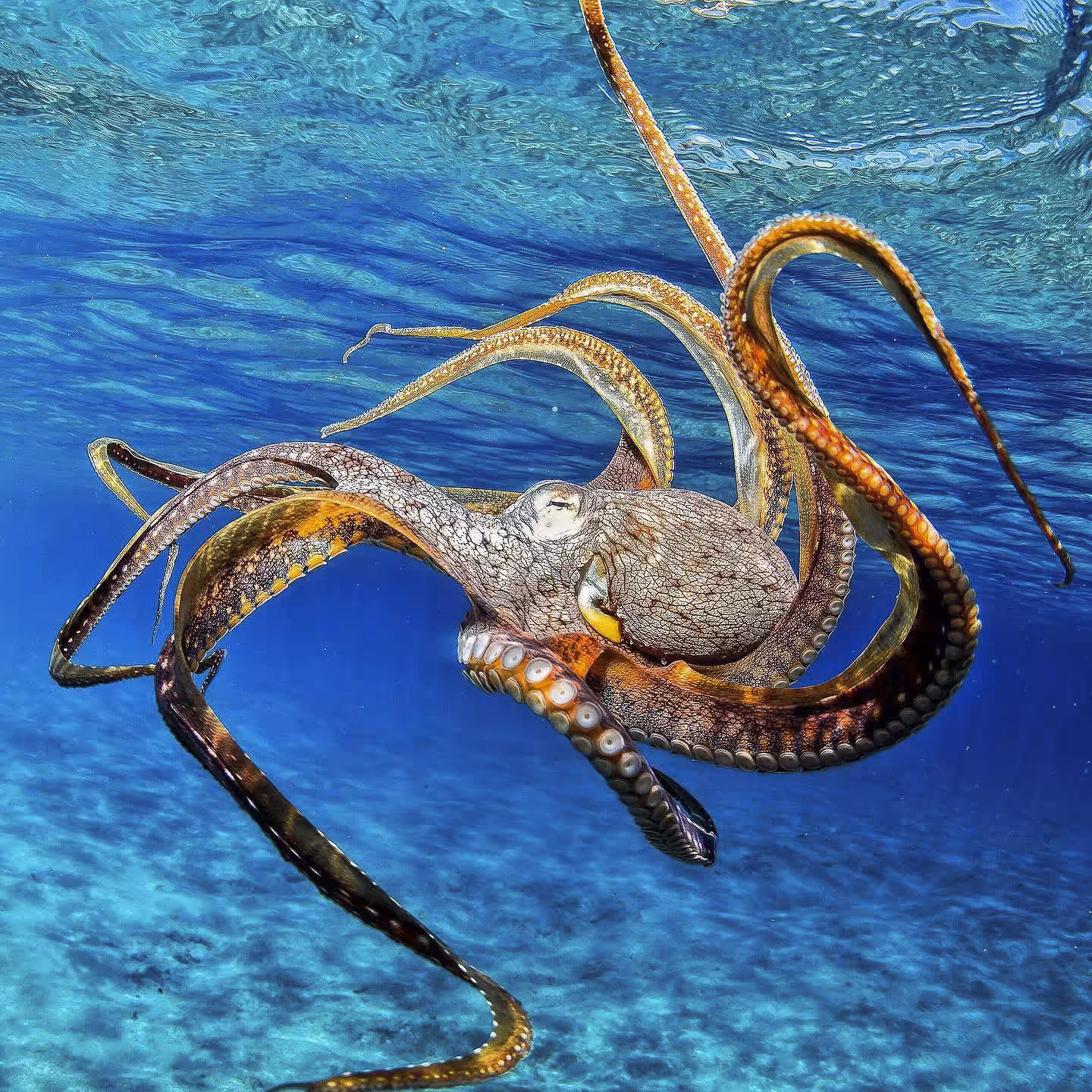 Octo Eye