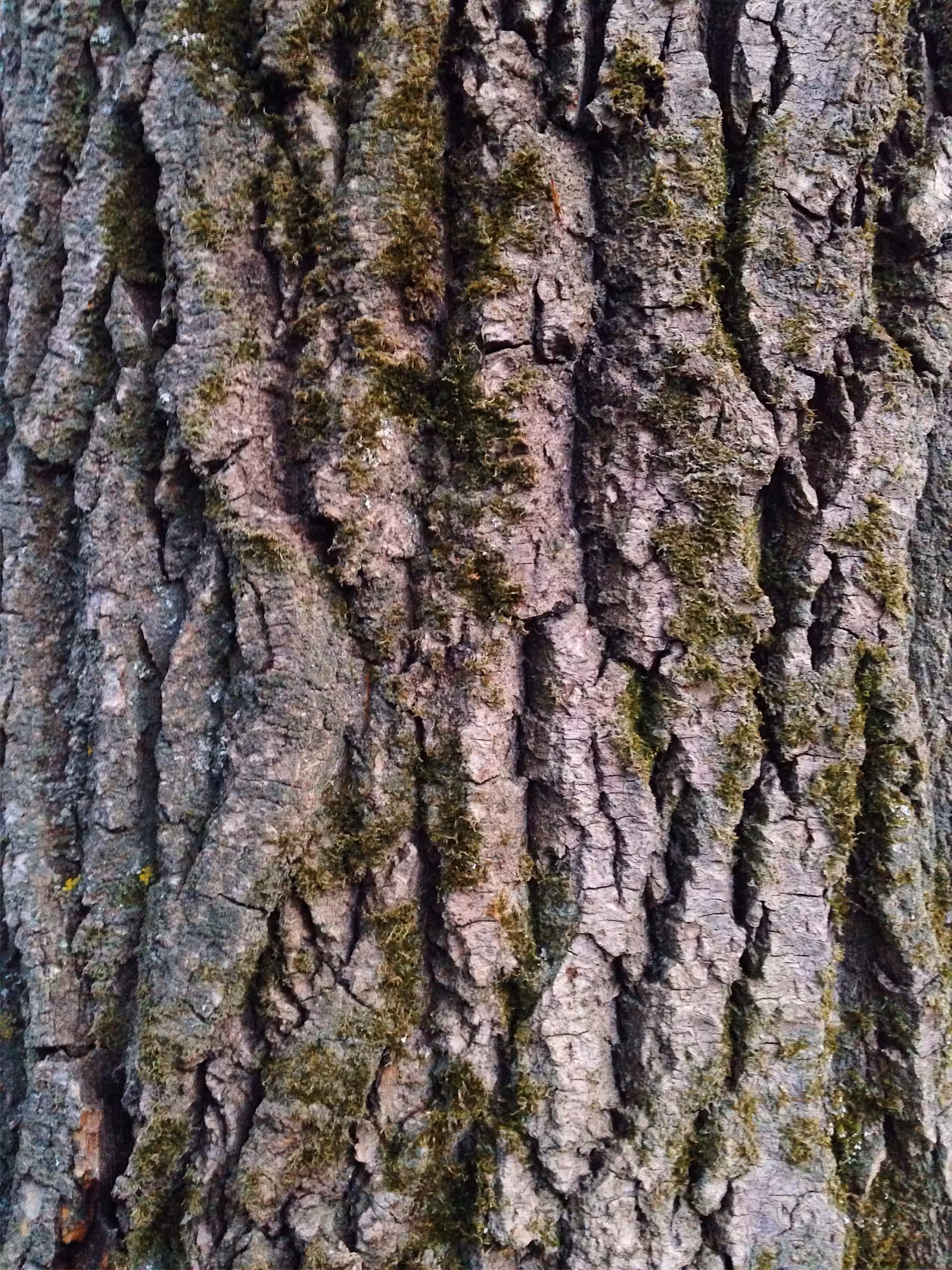 forest vision 07
