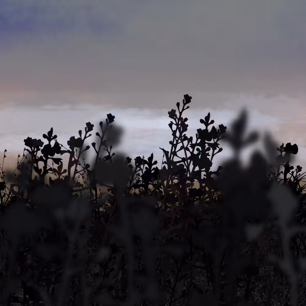 Walk in the field #6