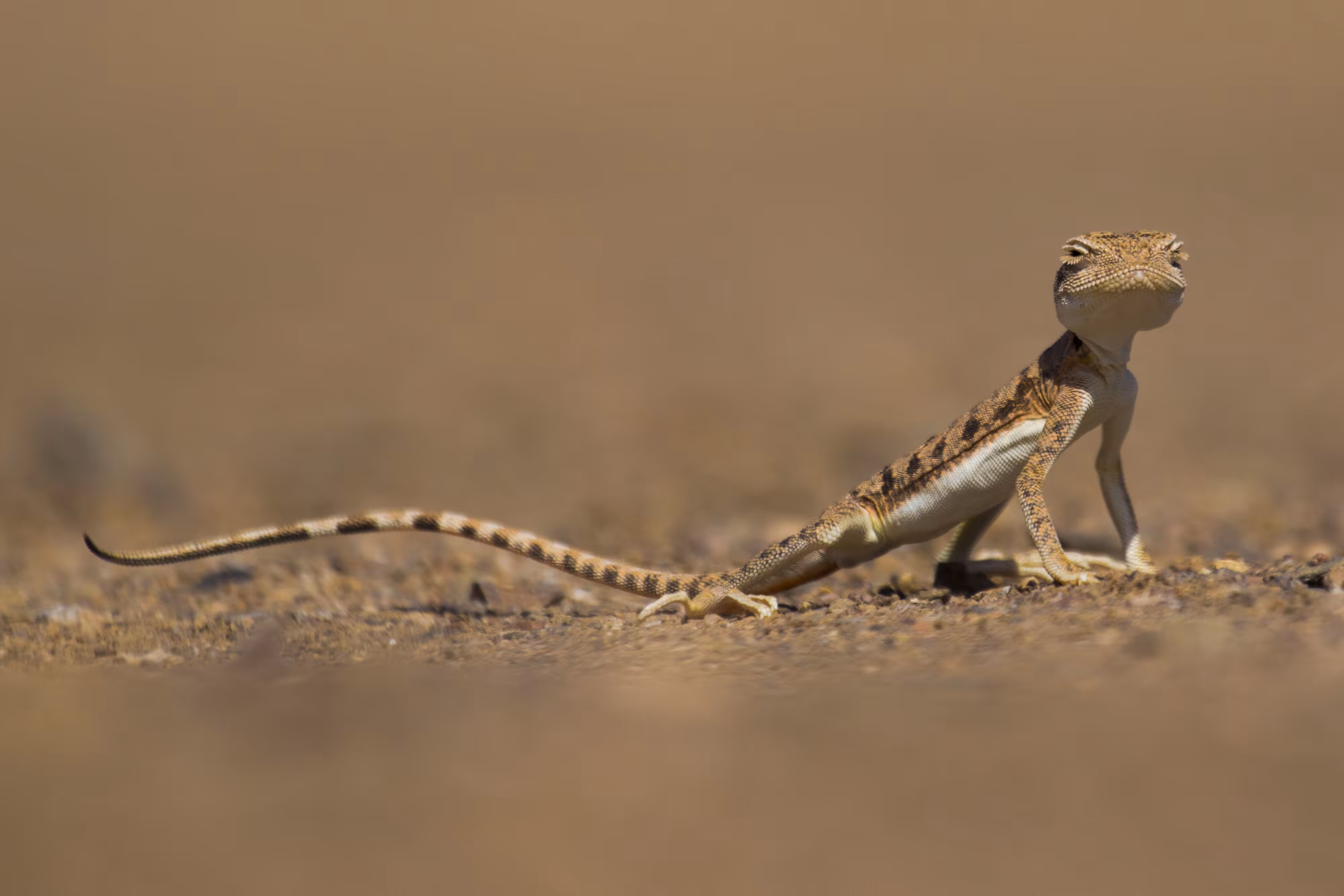The Happy Valley: Tiny Dunewalker