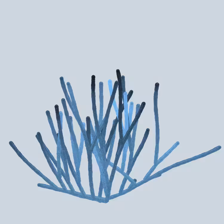 Blue Coral