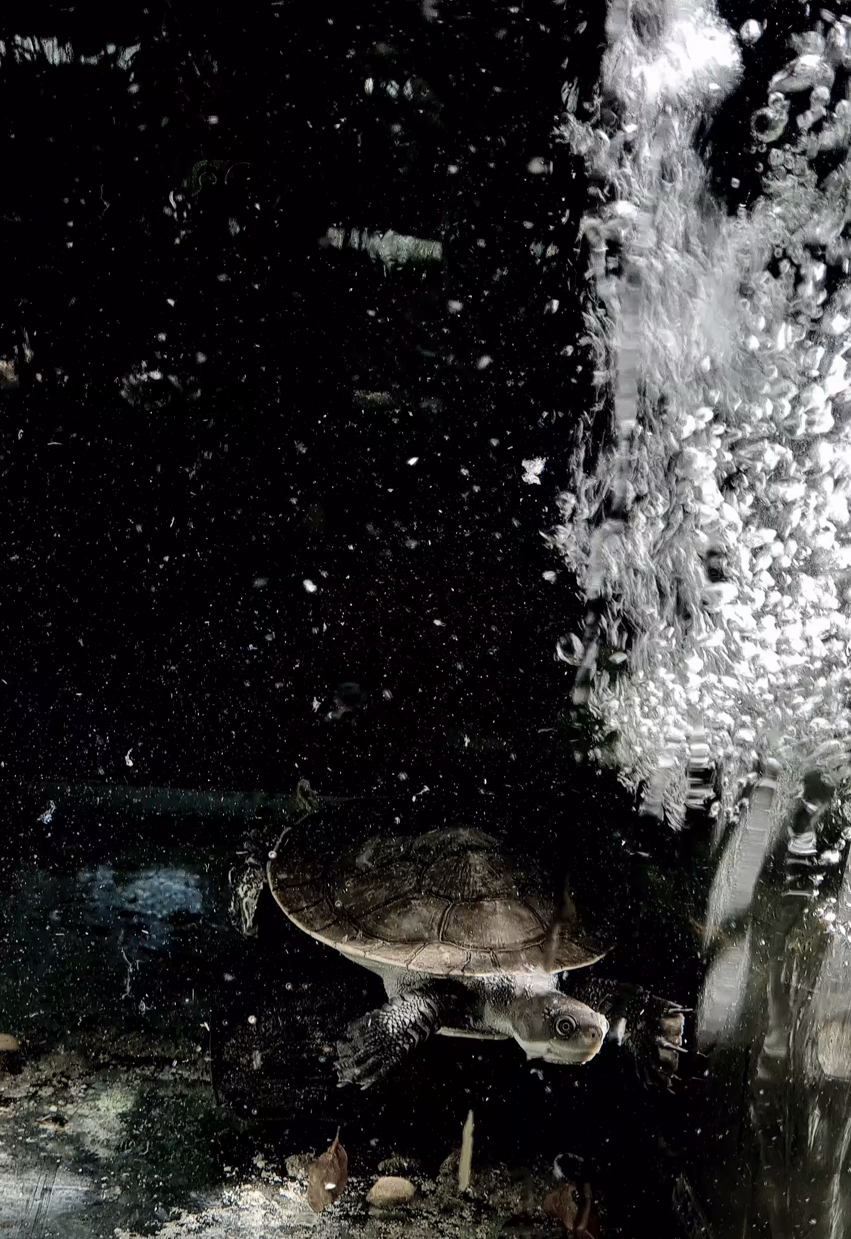 Flash the space turtle