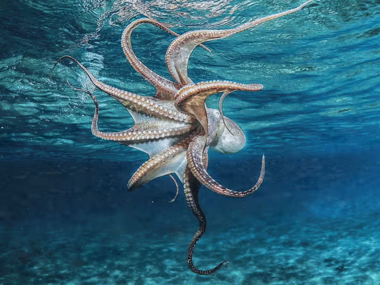 Droplets Upon Octopus 