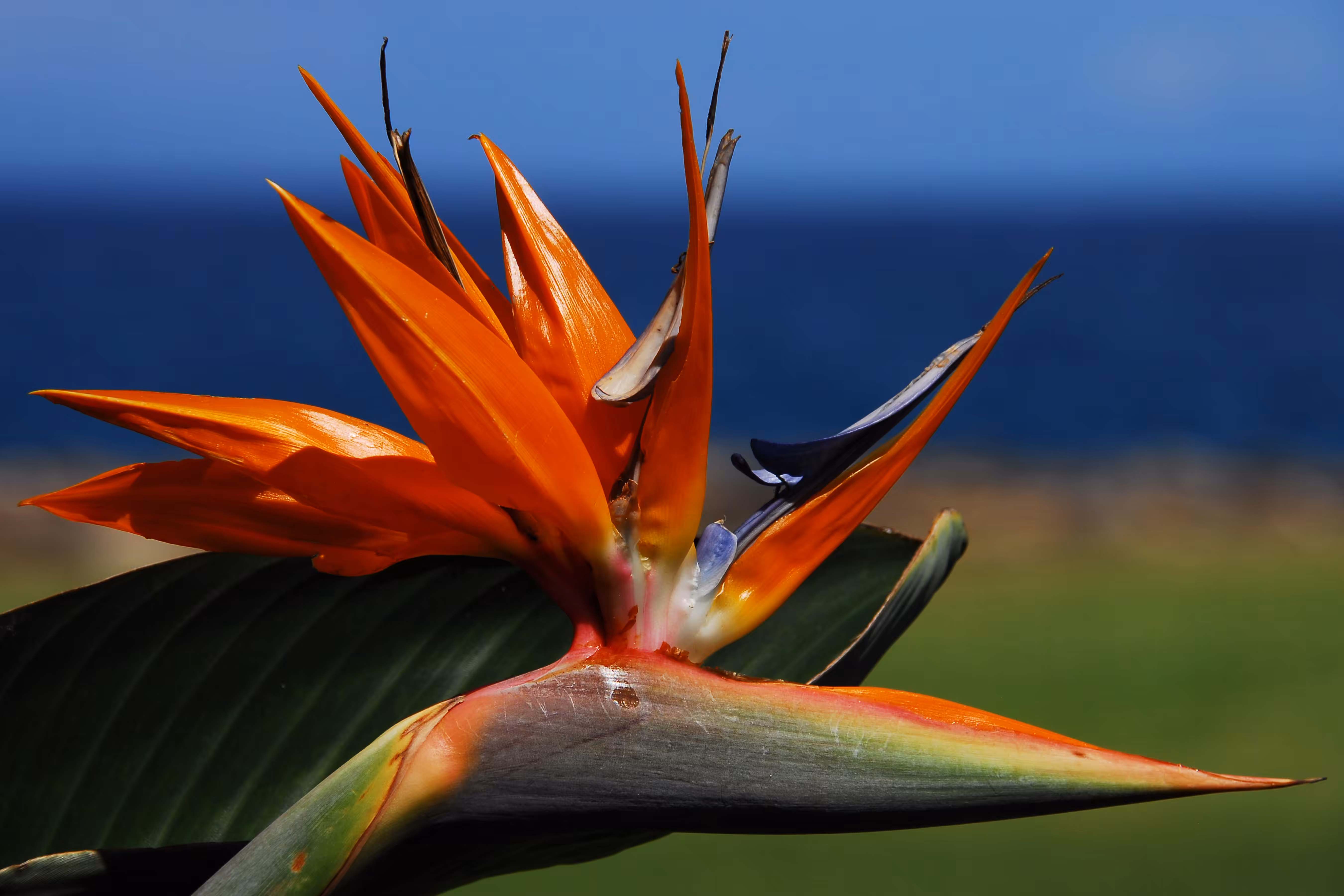 Bird of Paradise