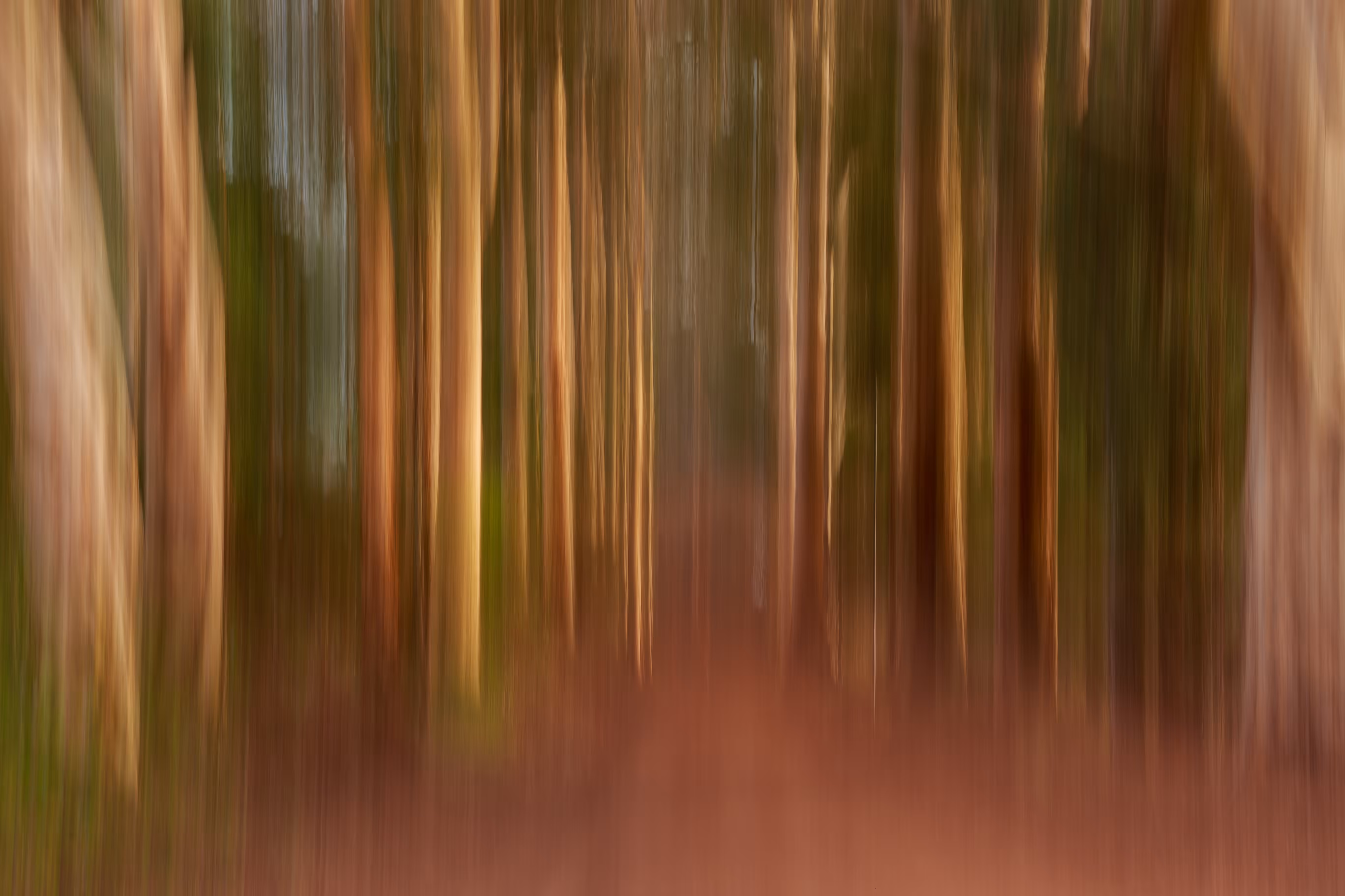 Through the Forest