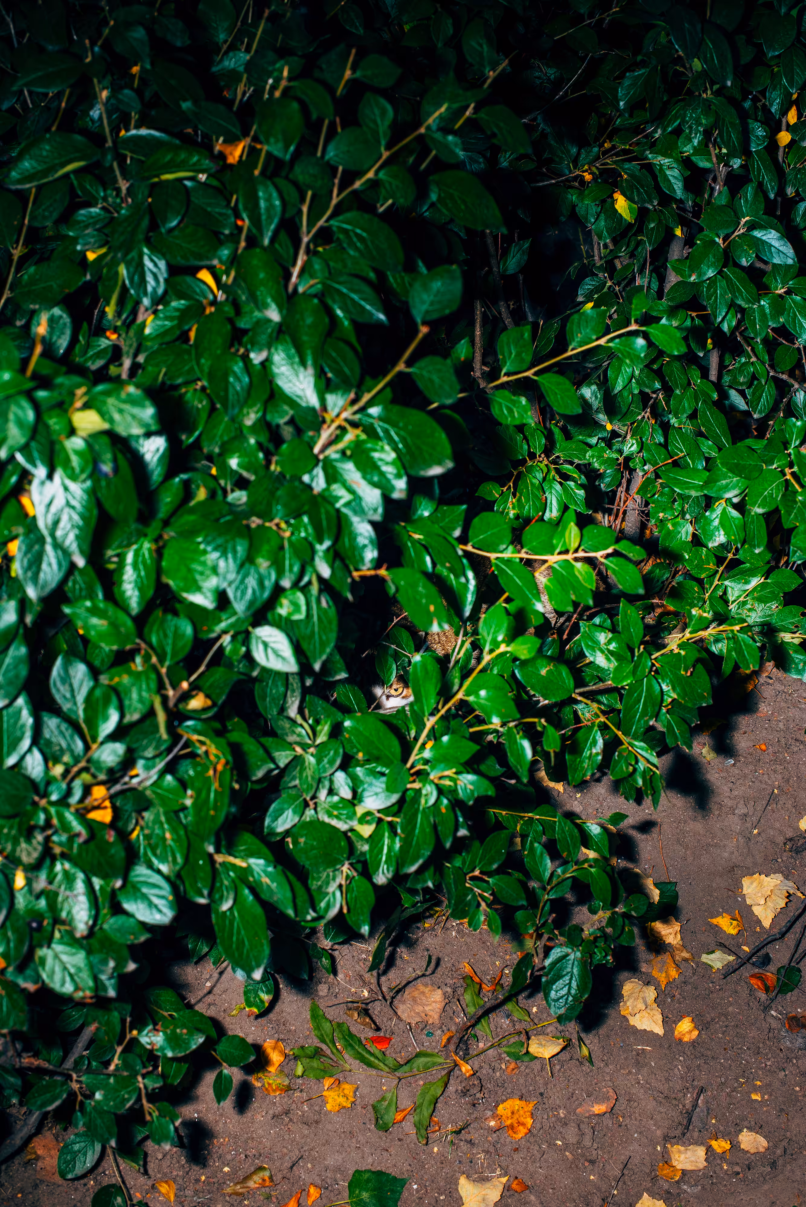 Backyard Diaries – Vol.1 #03