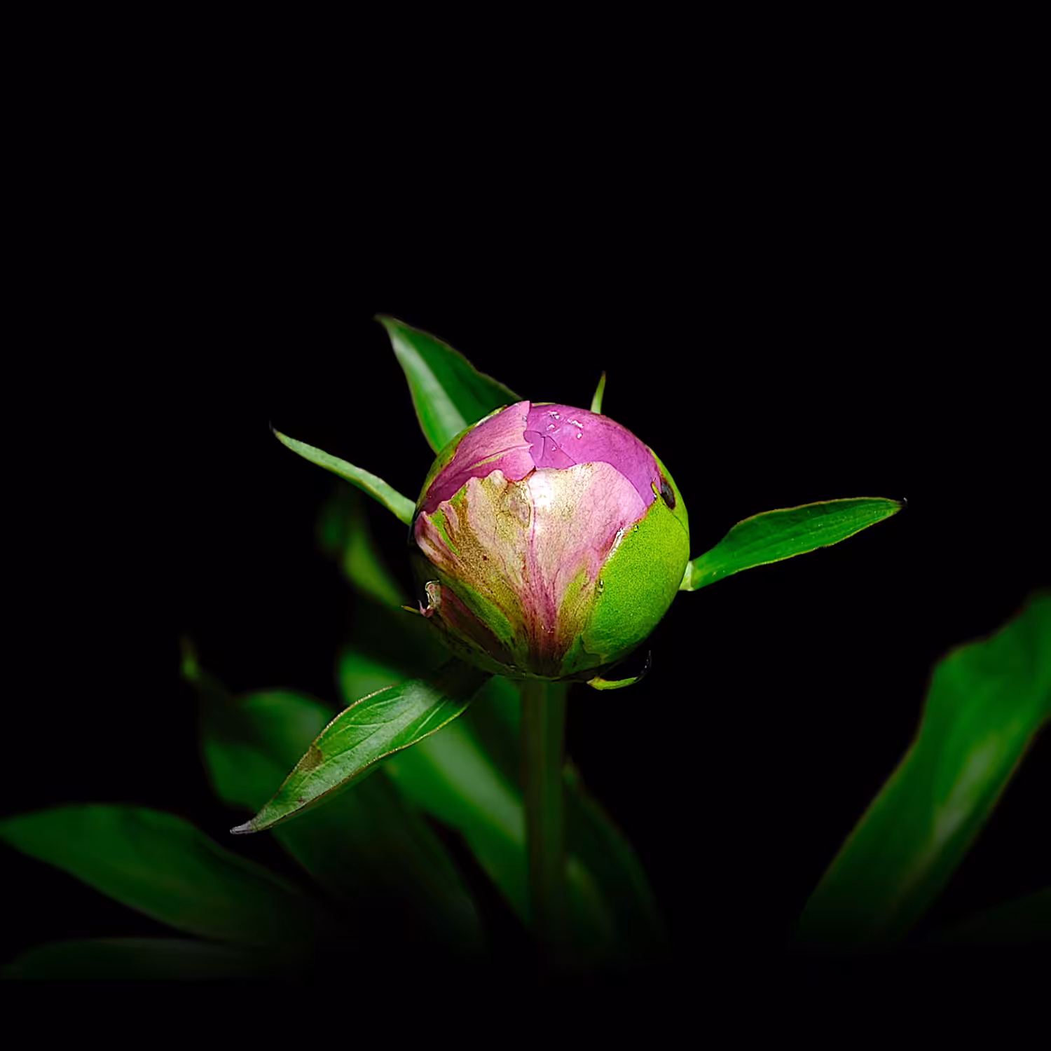 Bloom / #002-001-芍薬