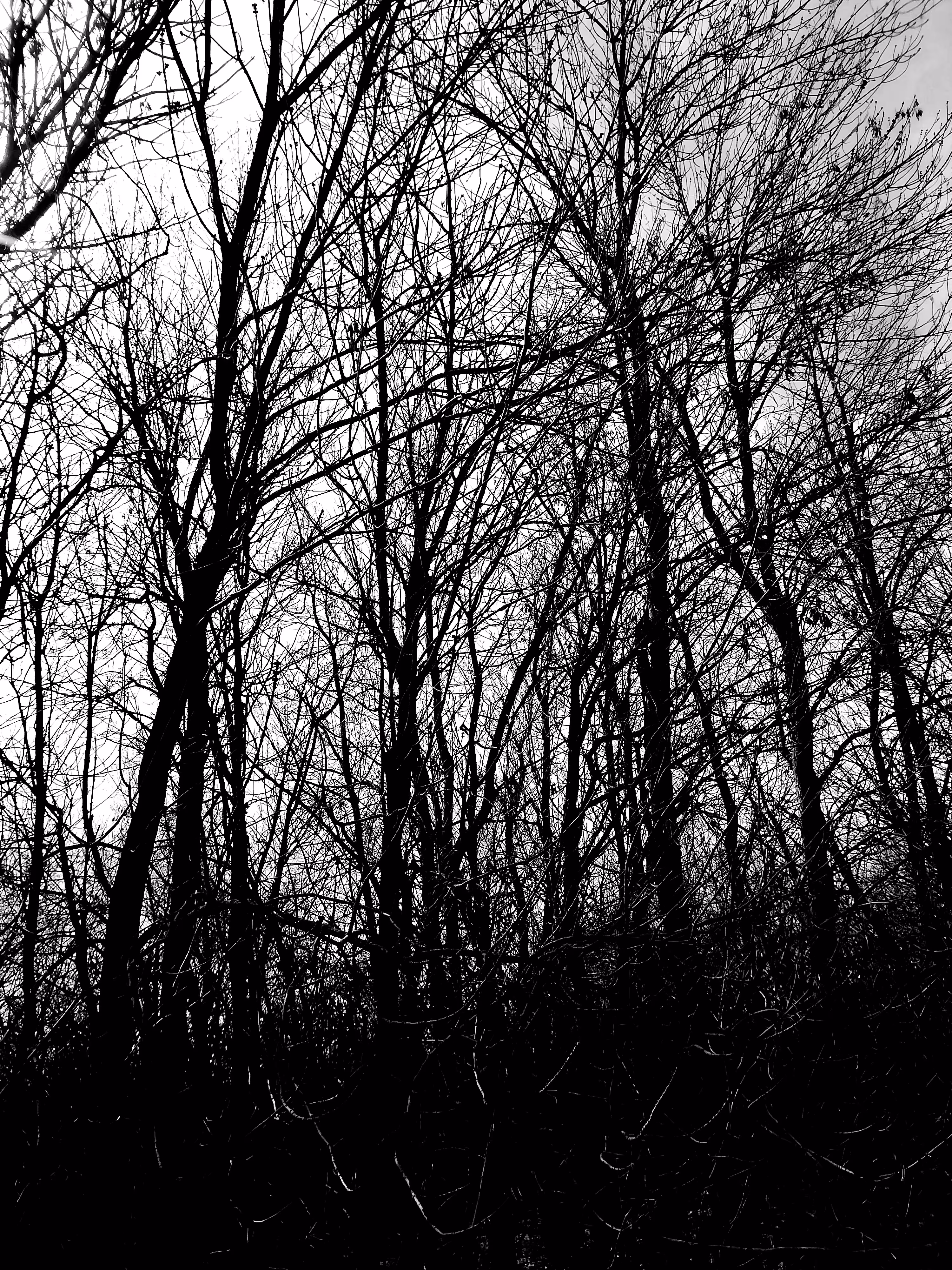 Enchanted Forest