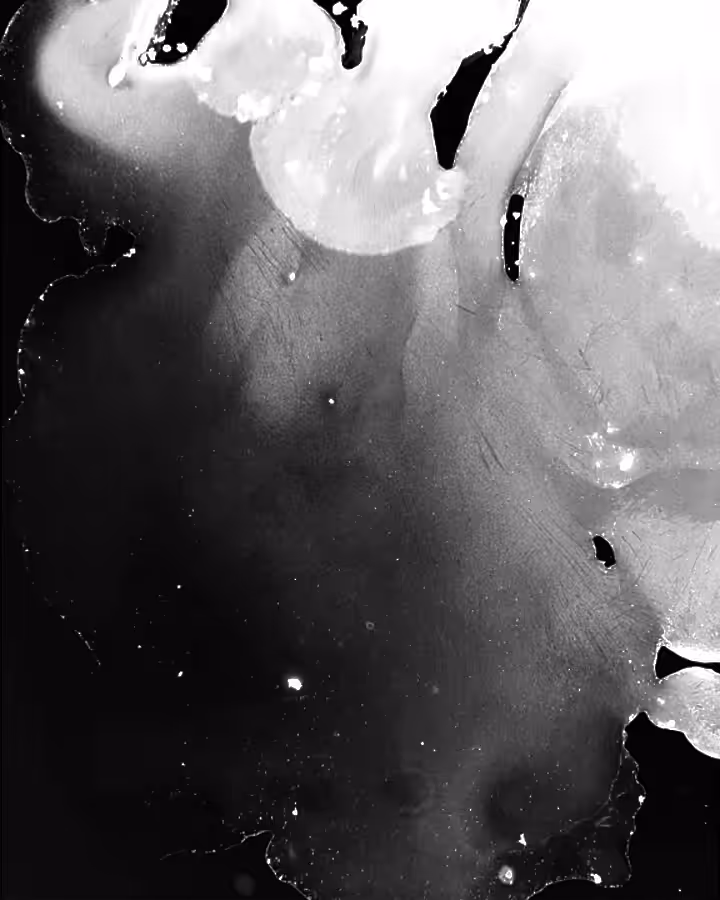 Study 004.1