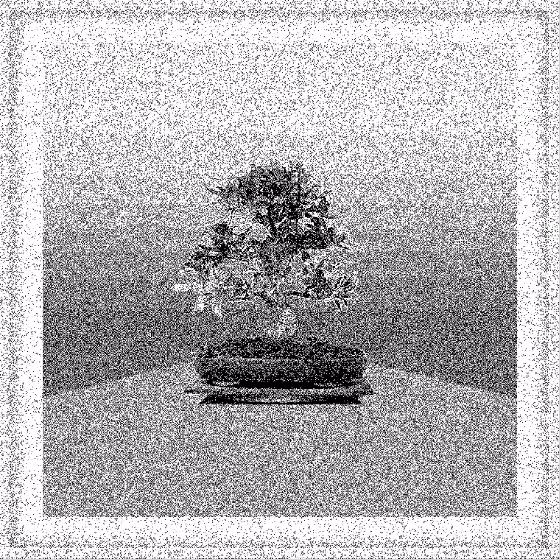 Bonsai Bonanza #444
