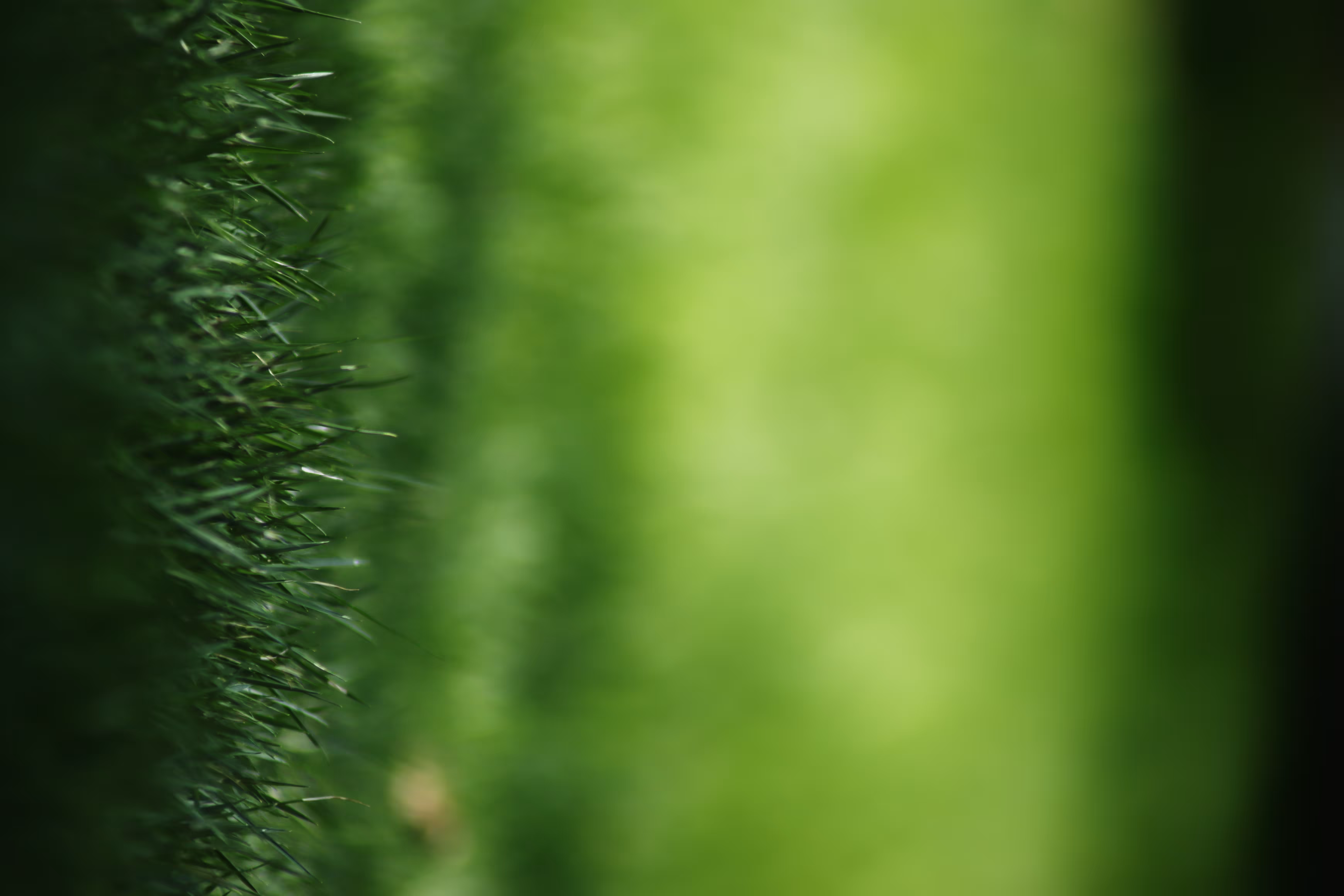 the green grass