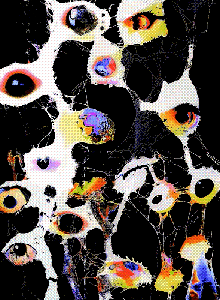 attracted perceptions