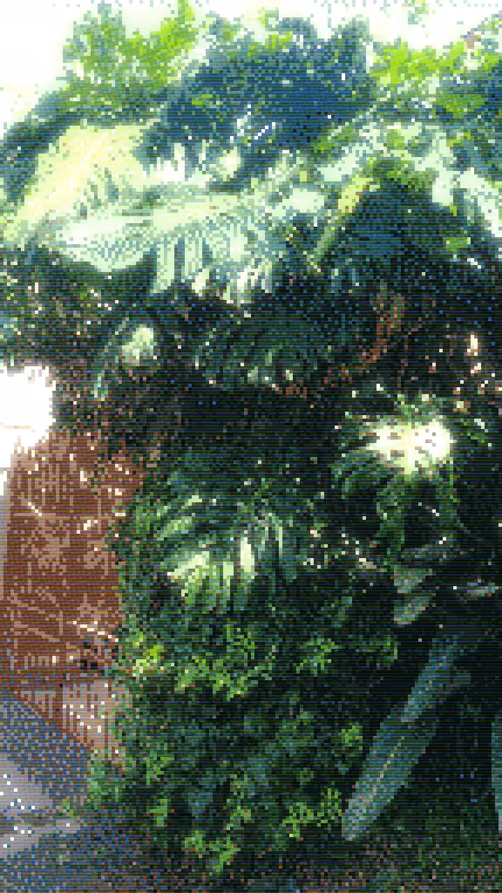 planta