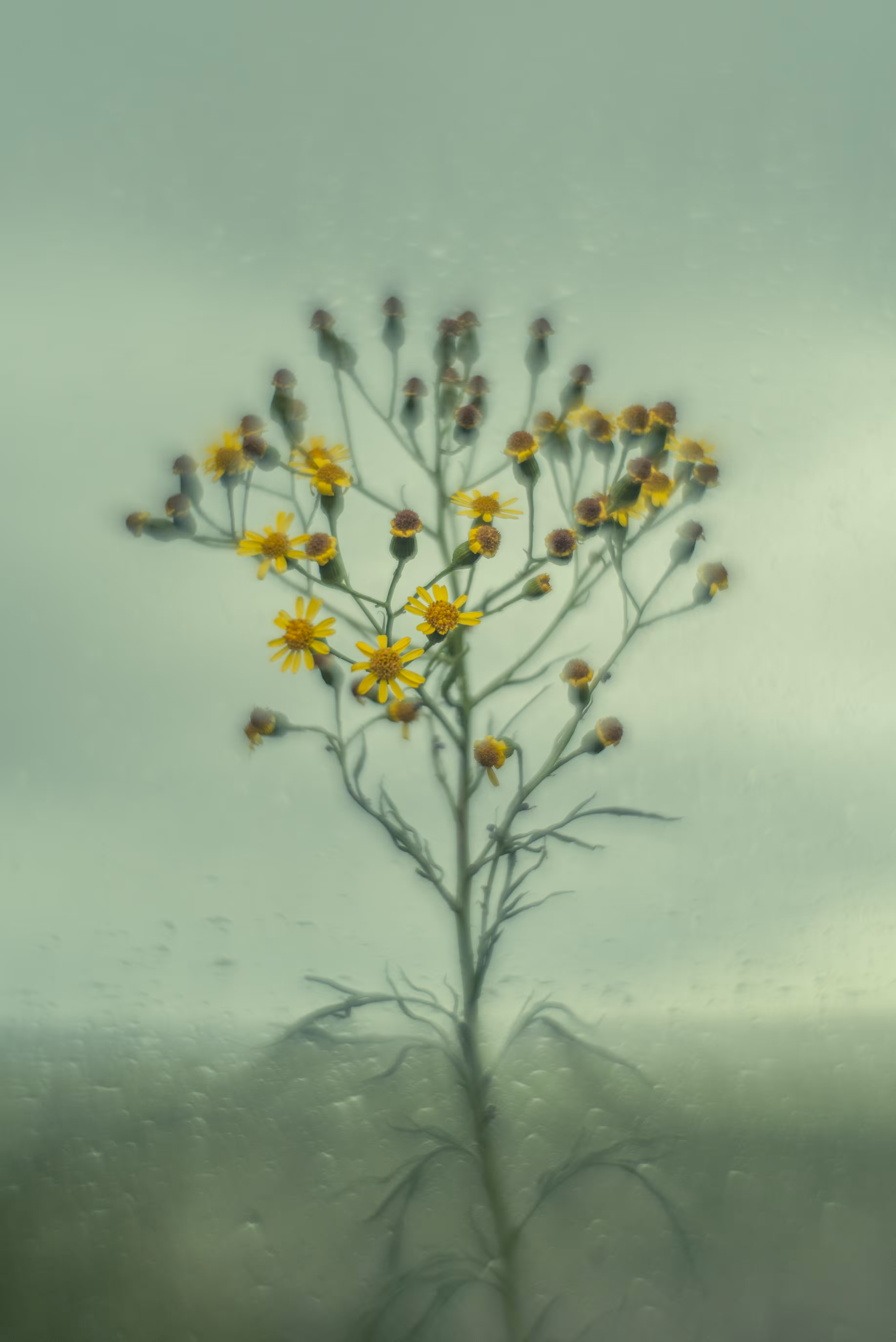 Senecio