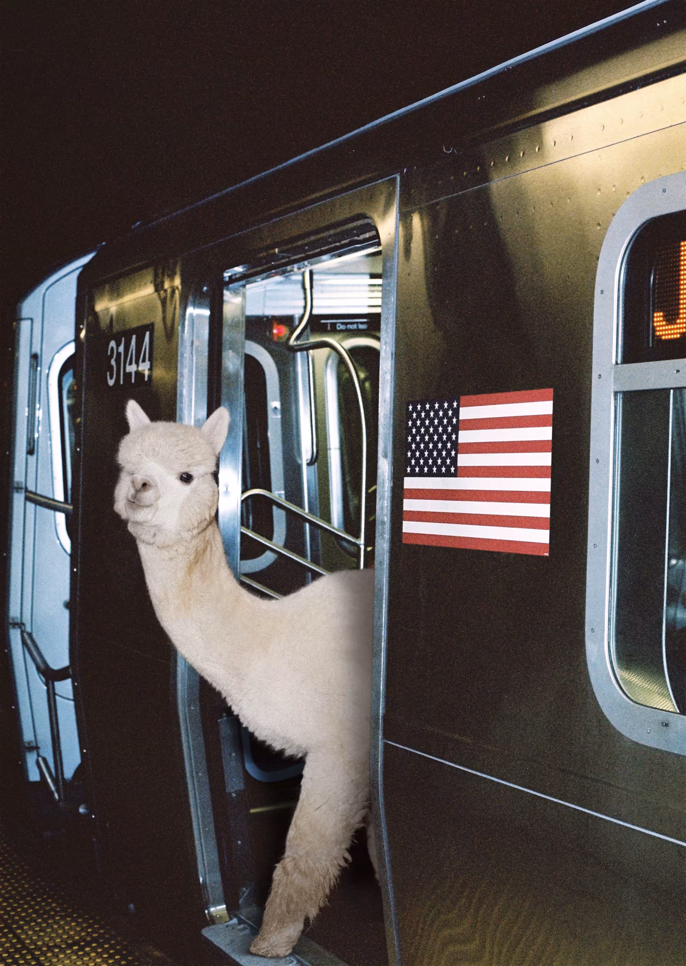 Alpaca #2