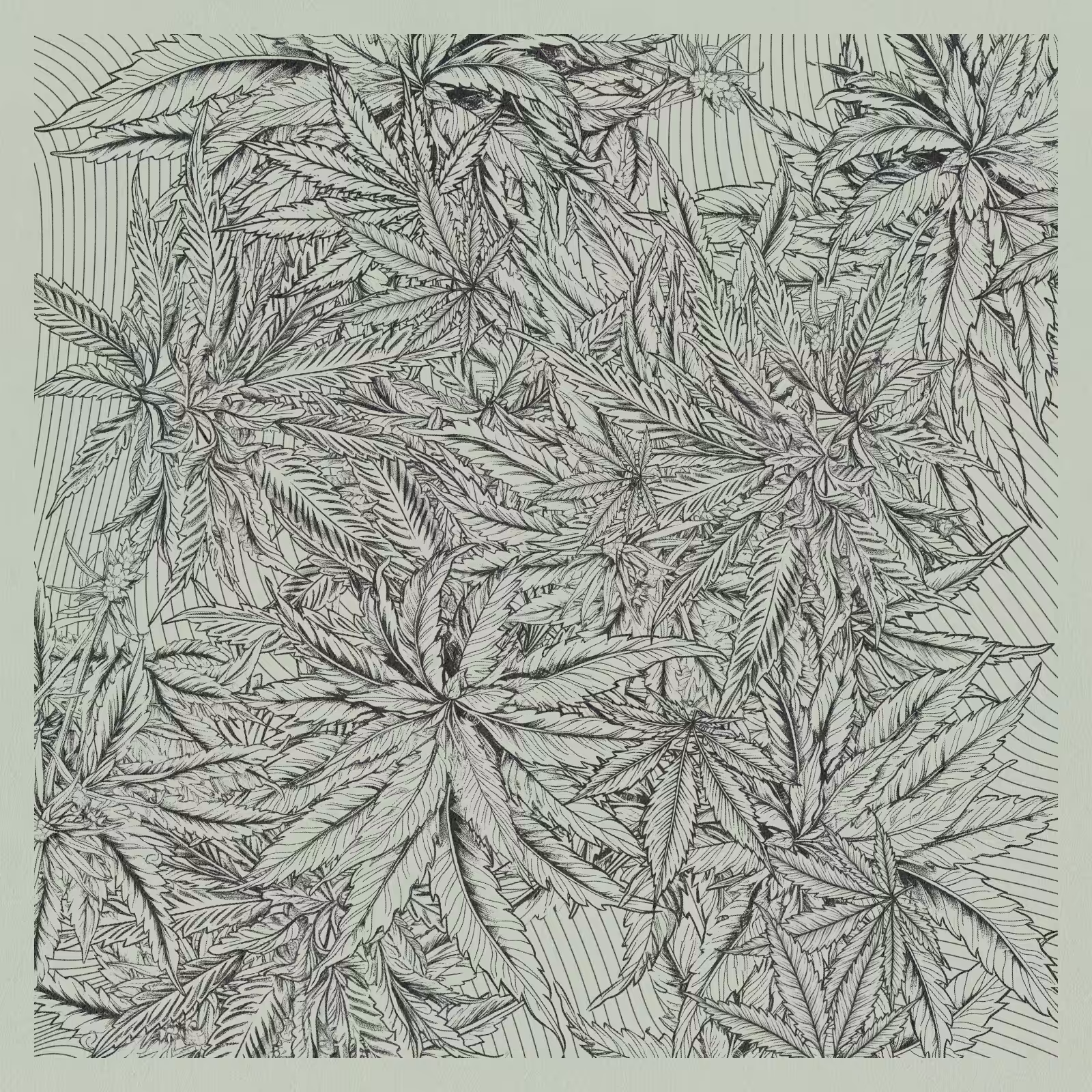 zancannabis #324