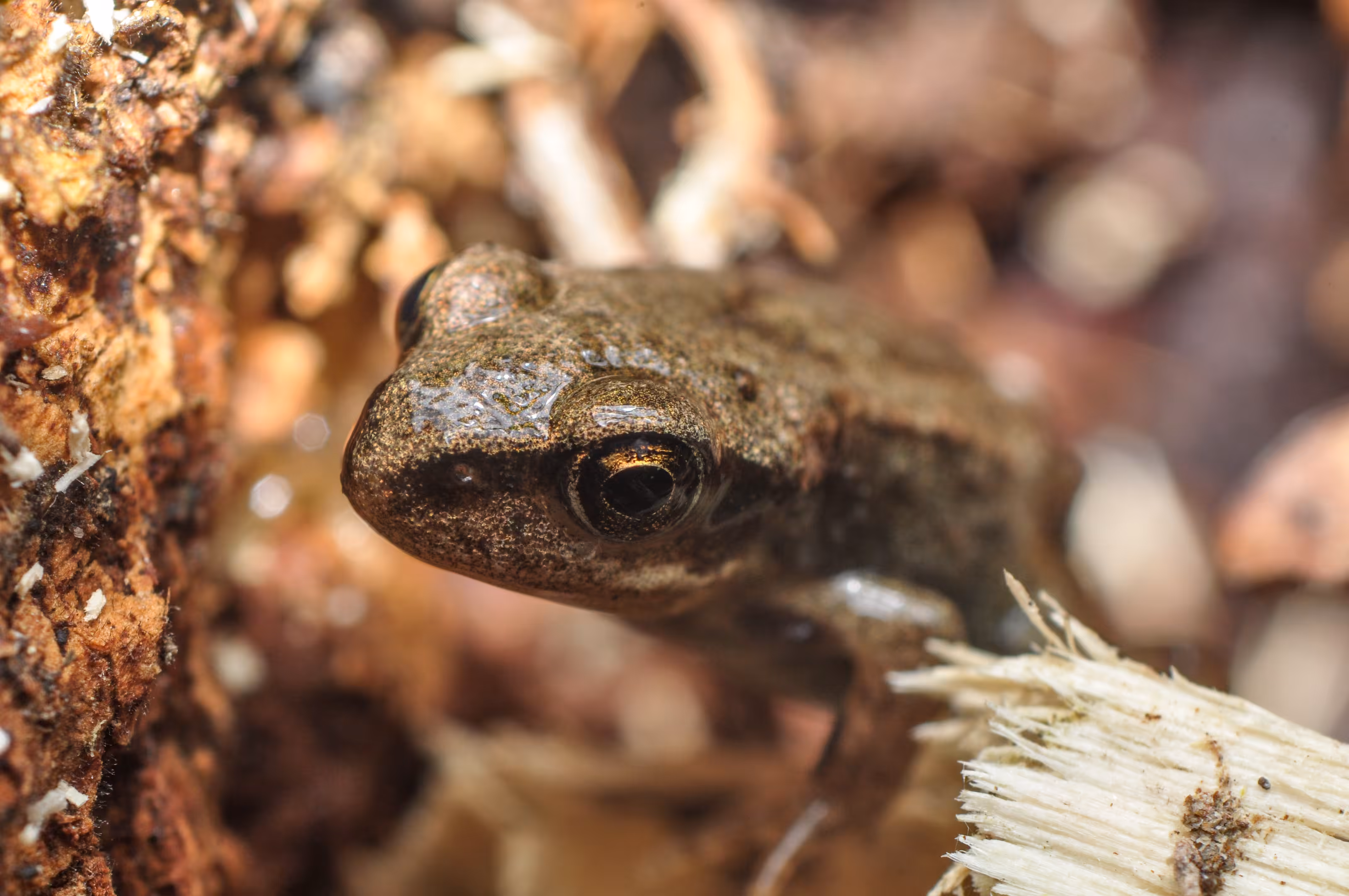Toads & Frogs #07