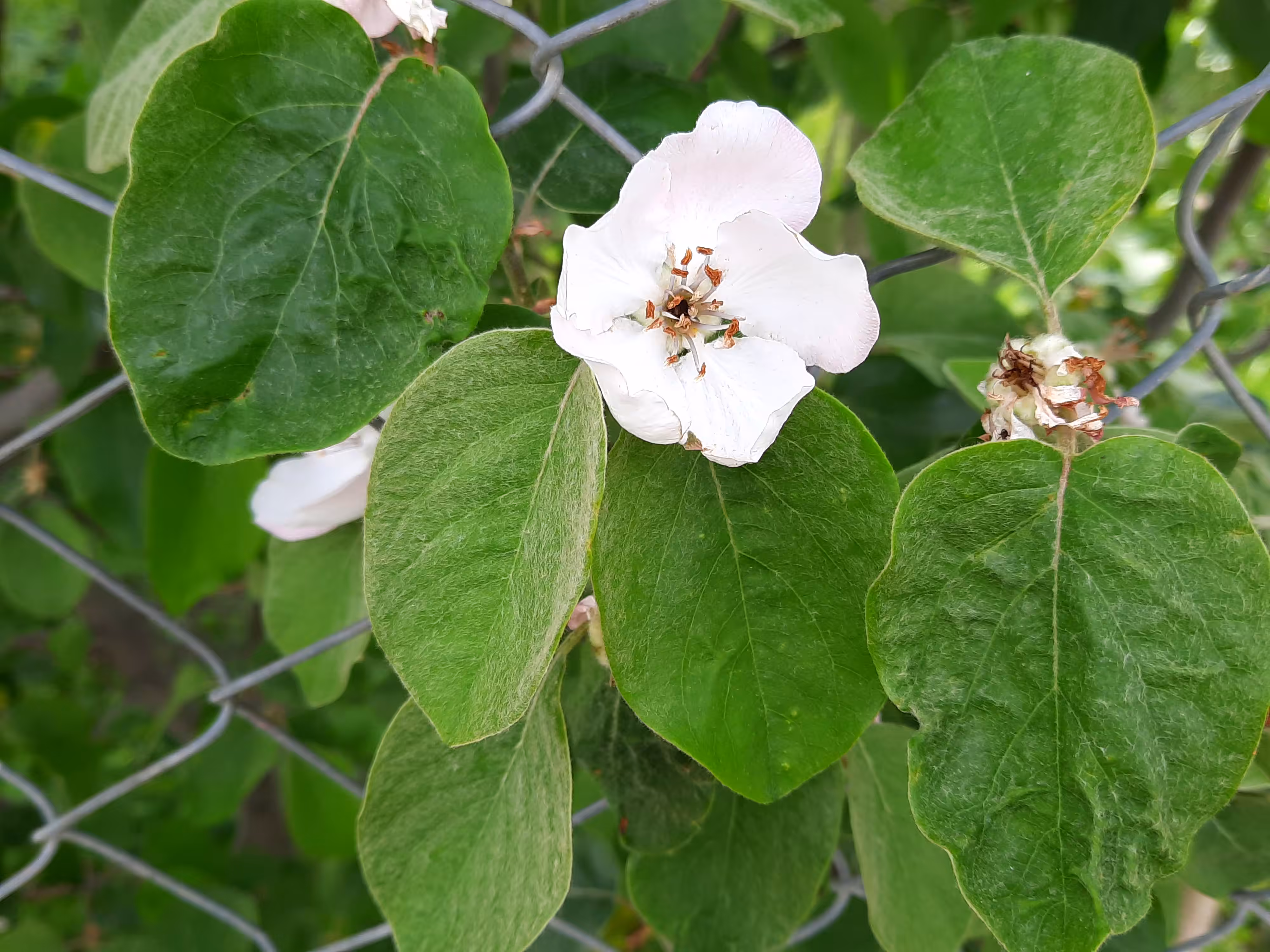 Be spring