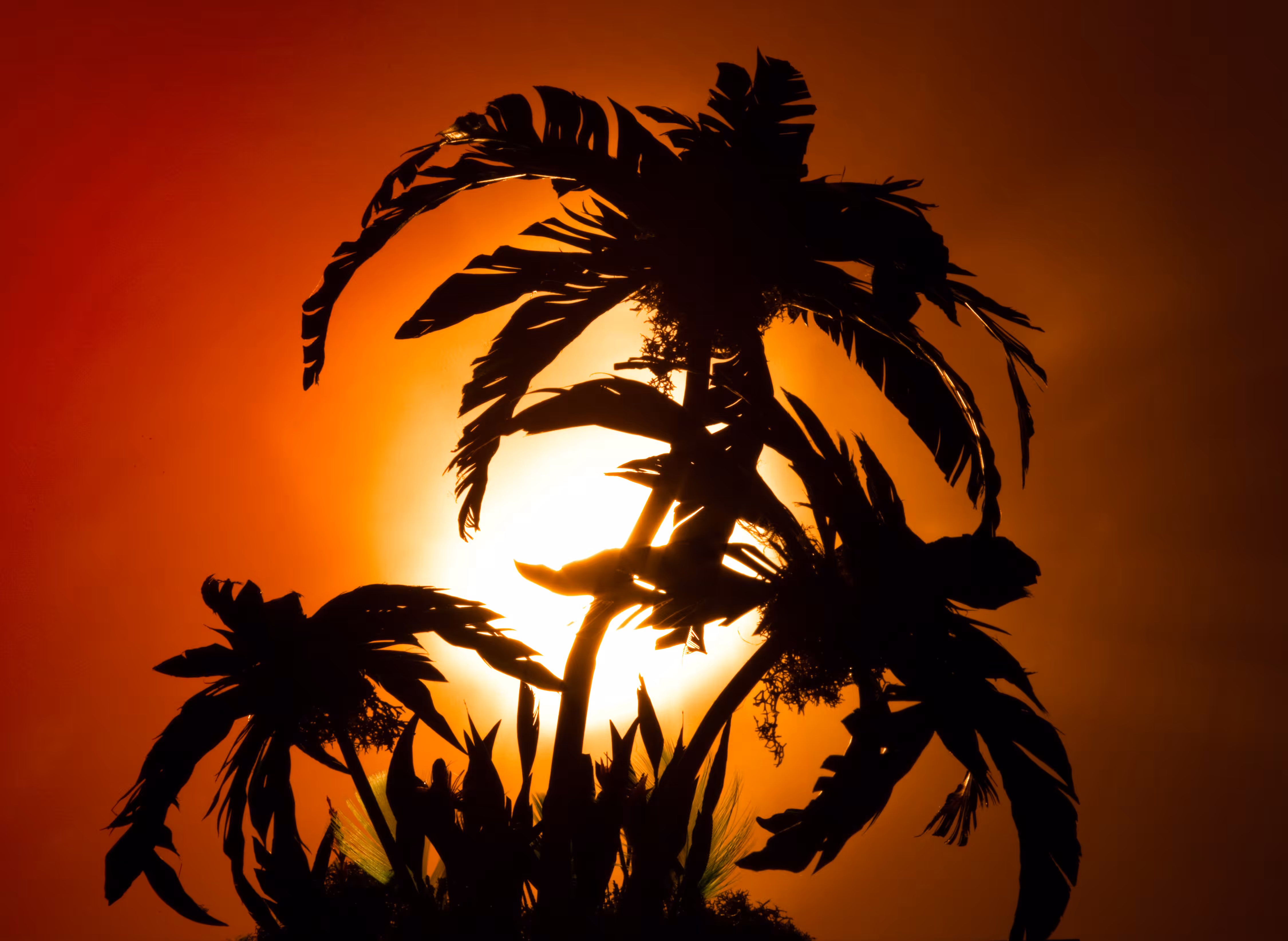 Strange Worlds - Palm Study