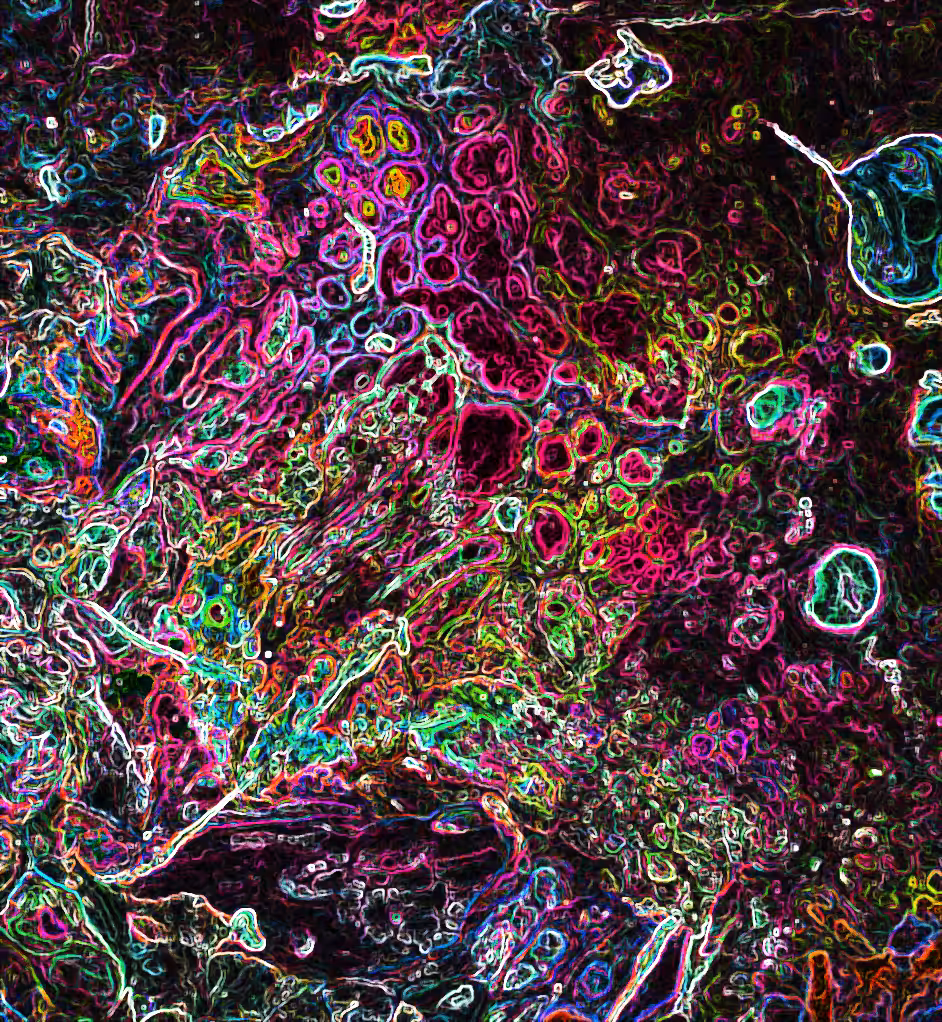 Petri Rainbow   @ArtByLeClaireD1