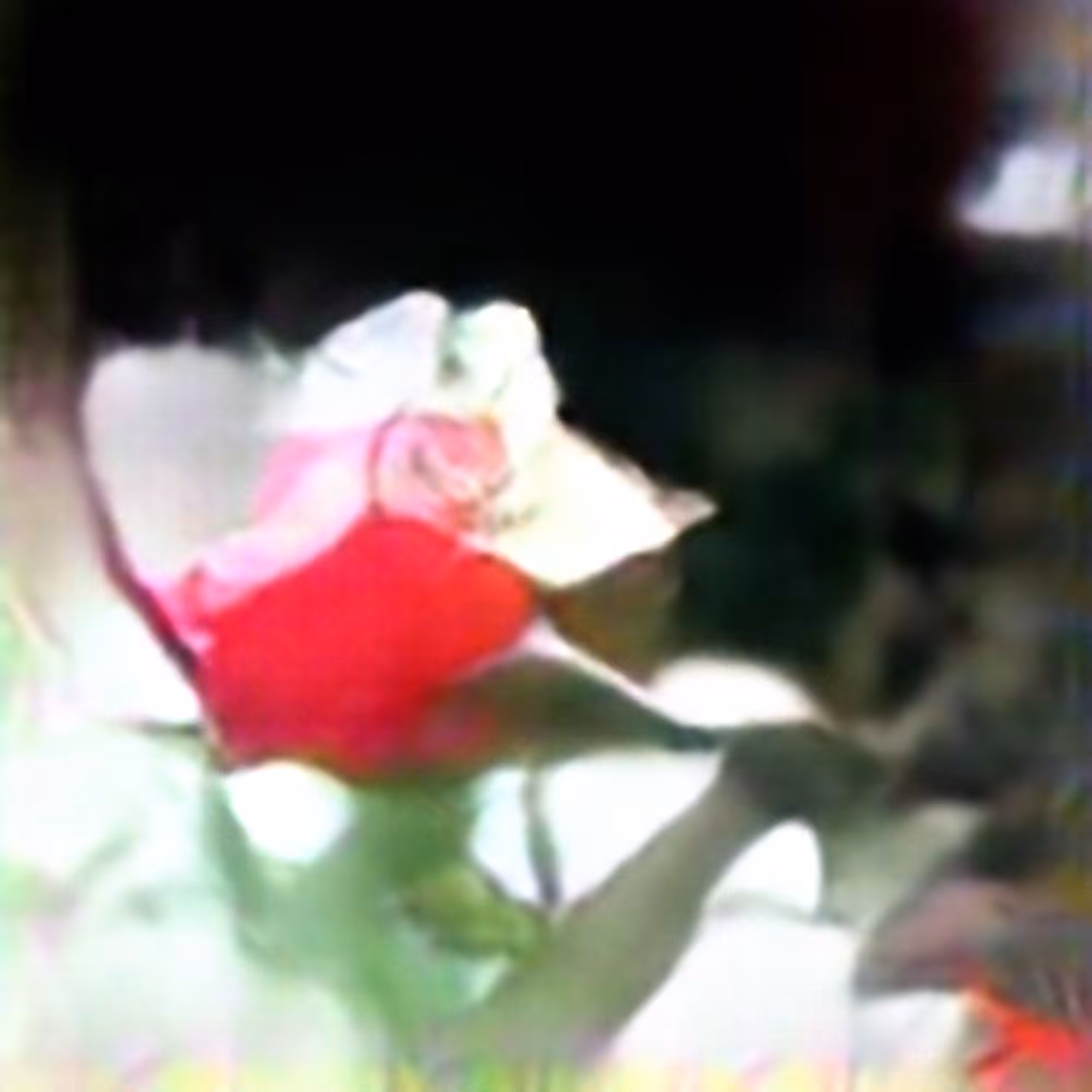 Rose #5 (Corpus: Still Life Objects of the Renaissance)