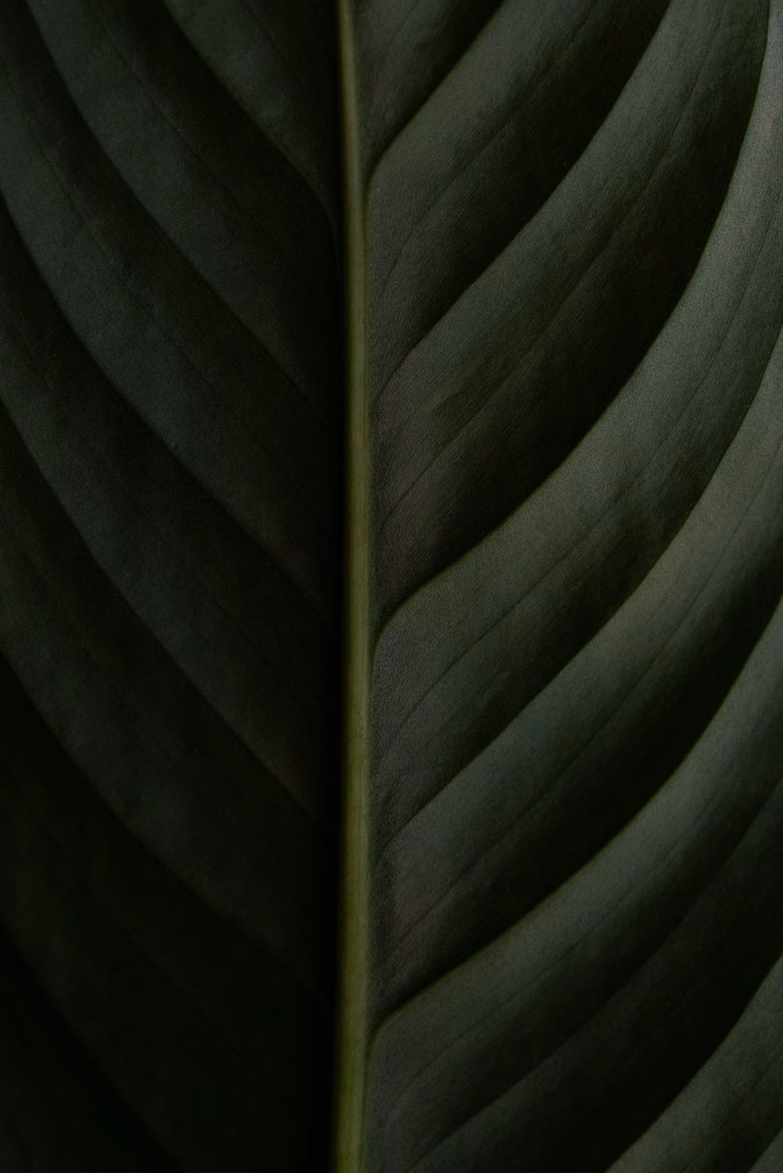 Wild Lines