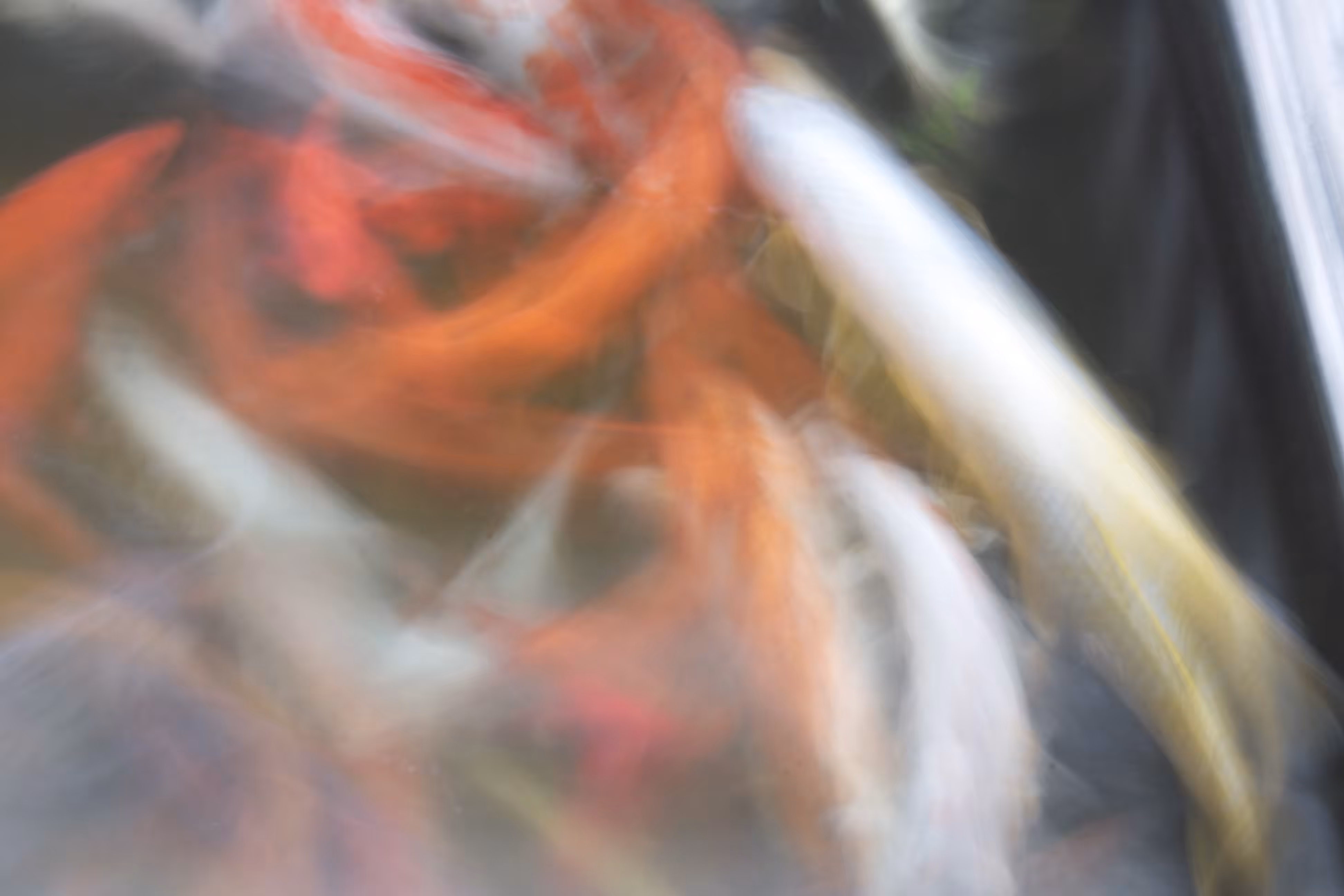 Ethereal Koi