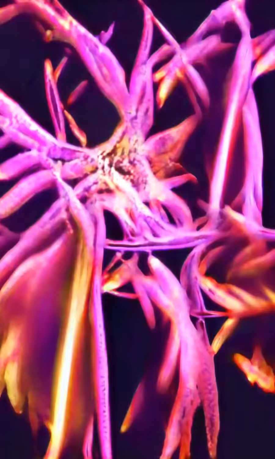 / IRIDESCENT /