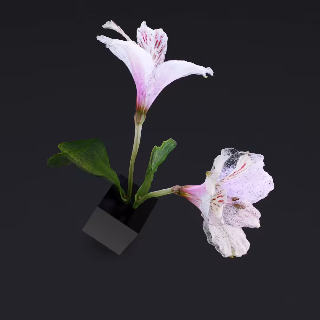 Just a flower VIII