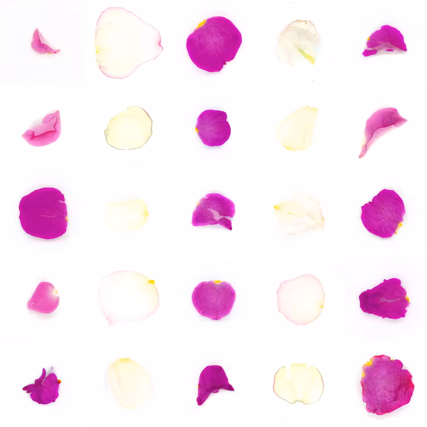 Infinite Petals 5x5#229