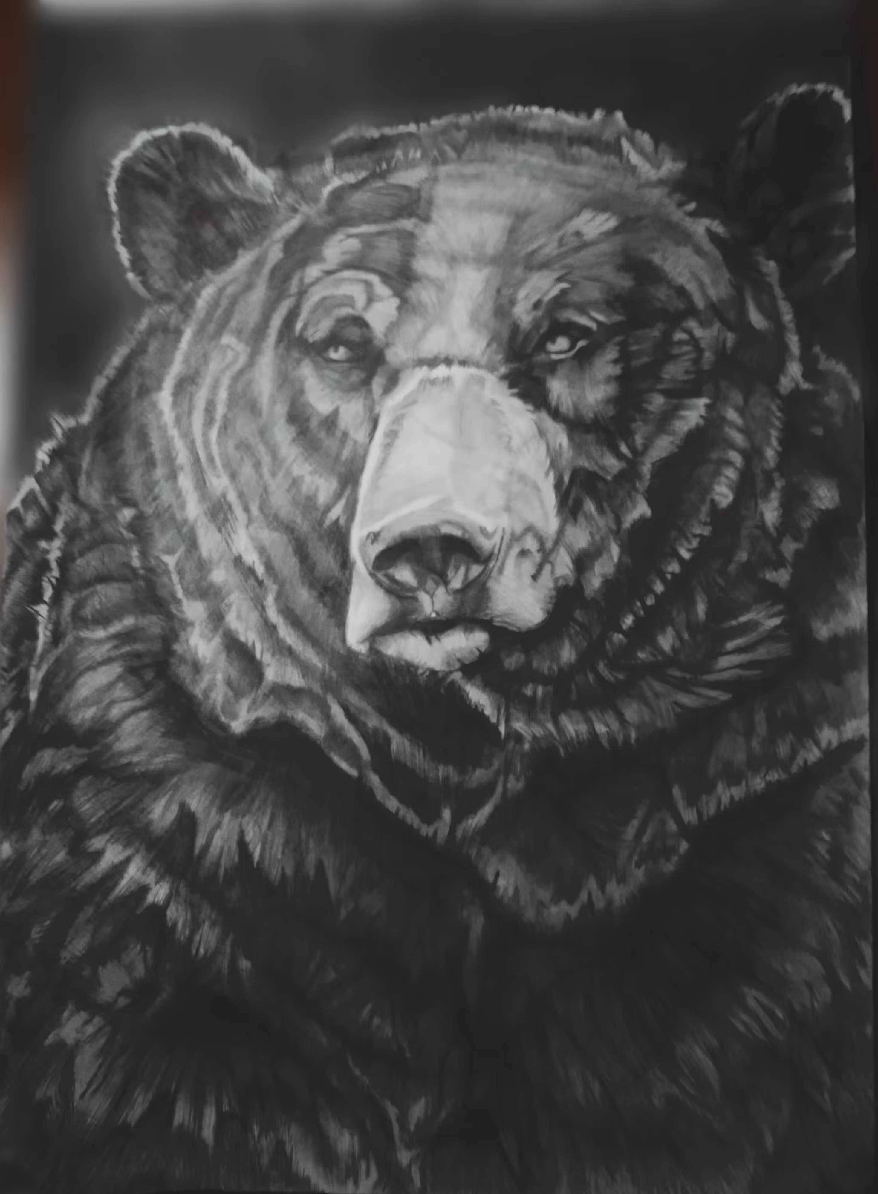 Bear