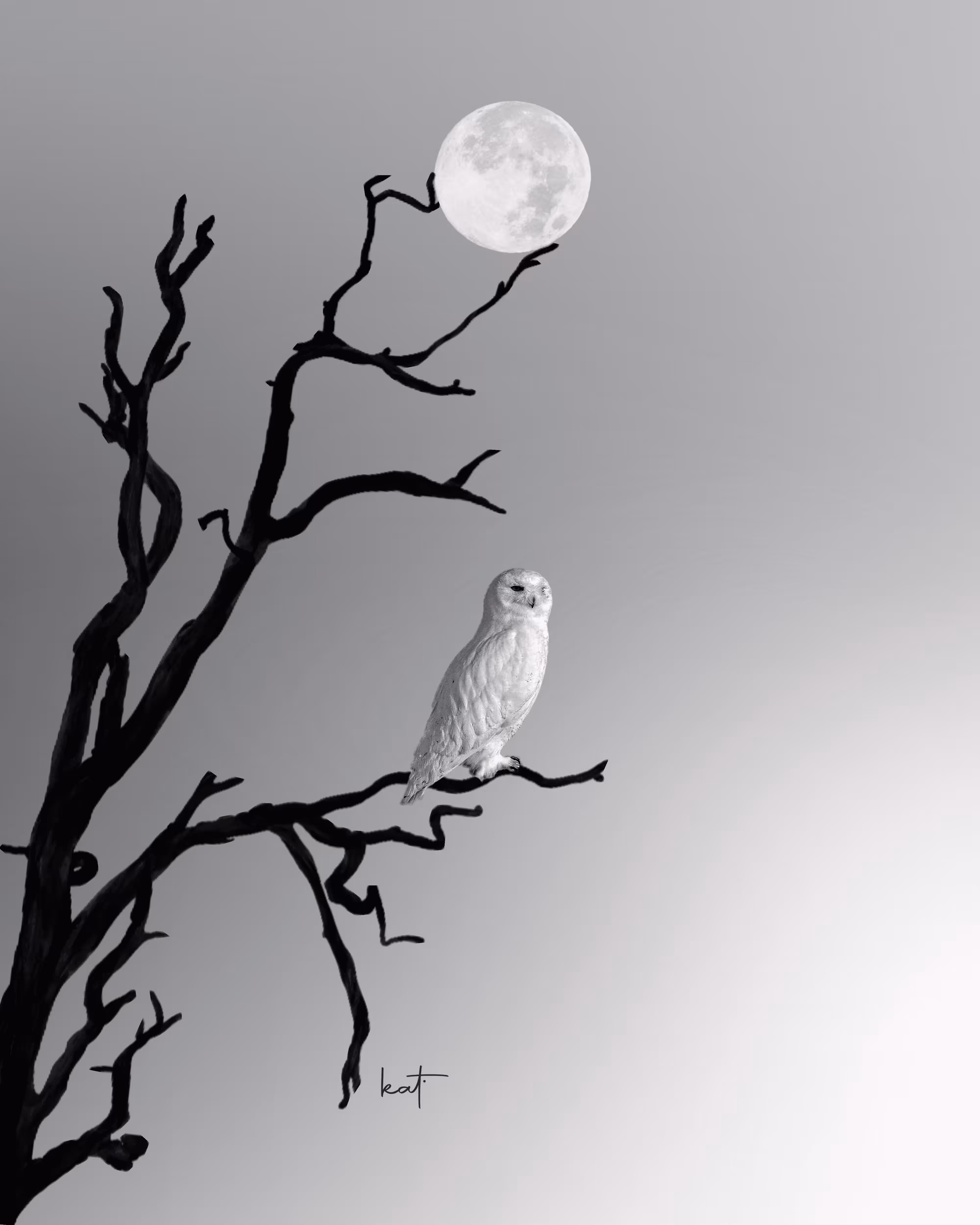 Albino Owl