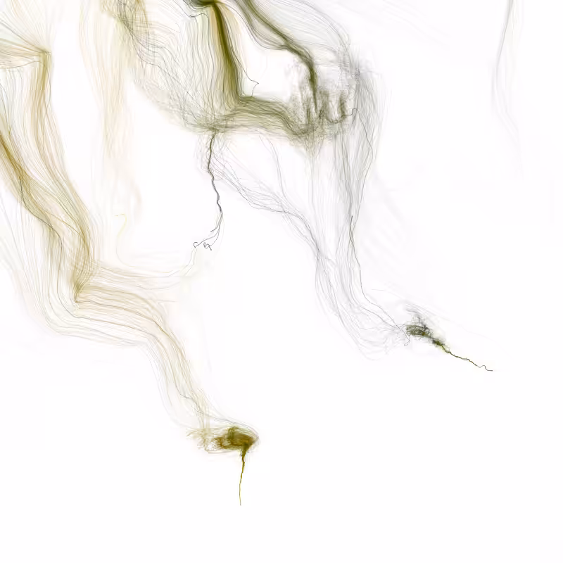 Hypericum #172