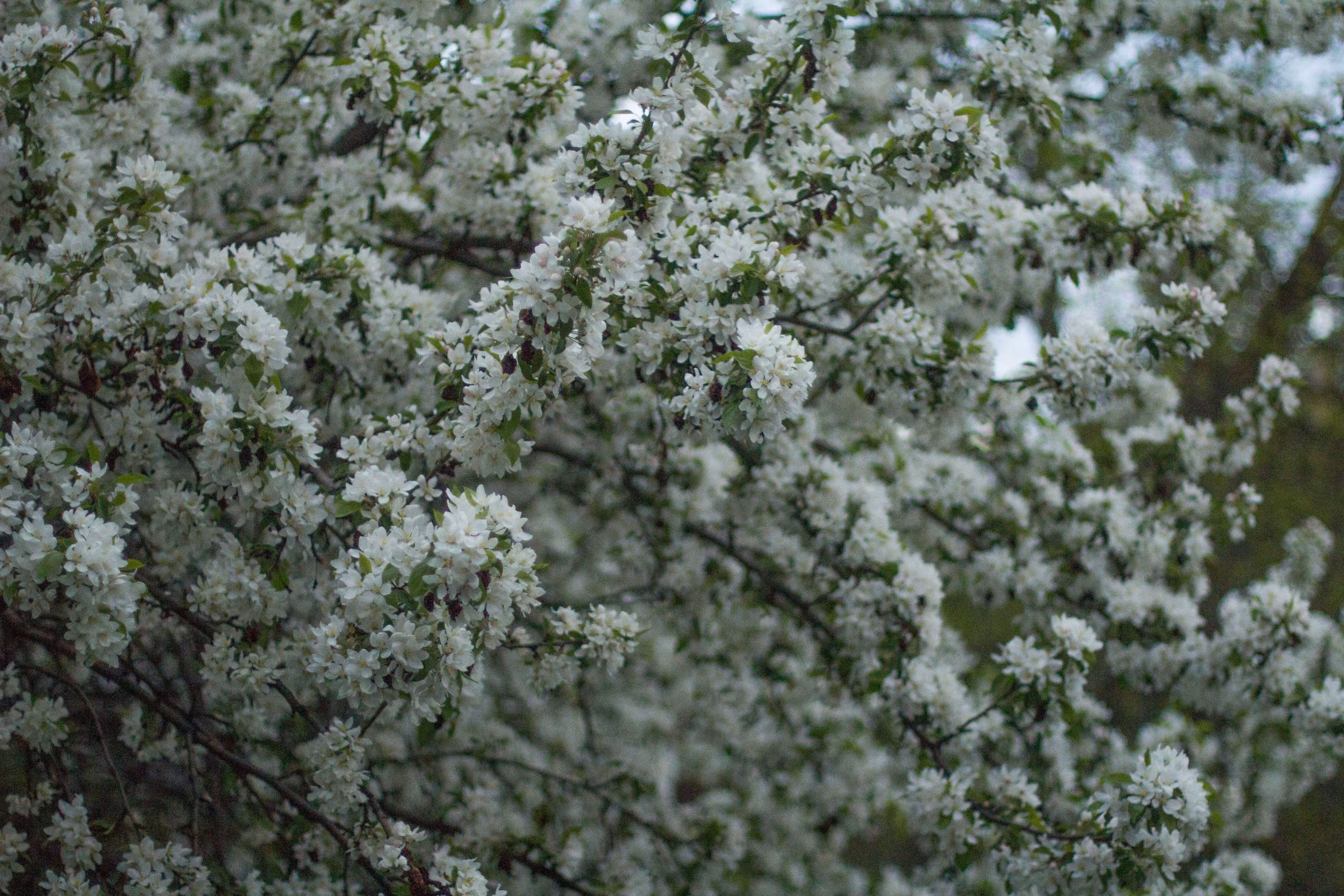 hello its spring