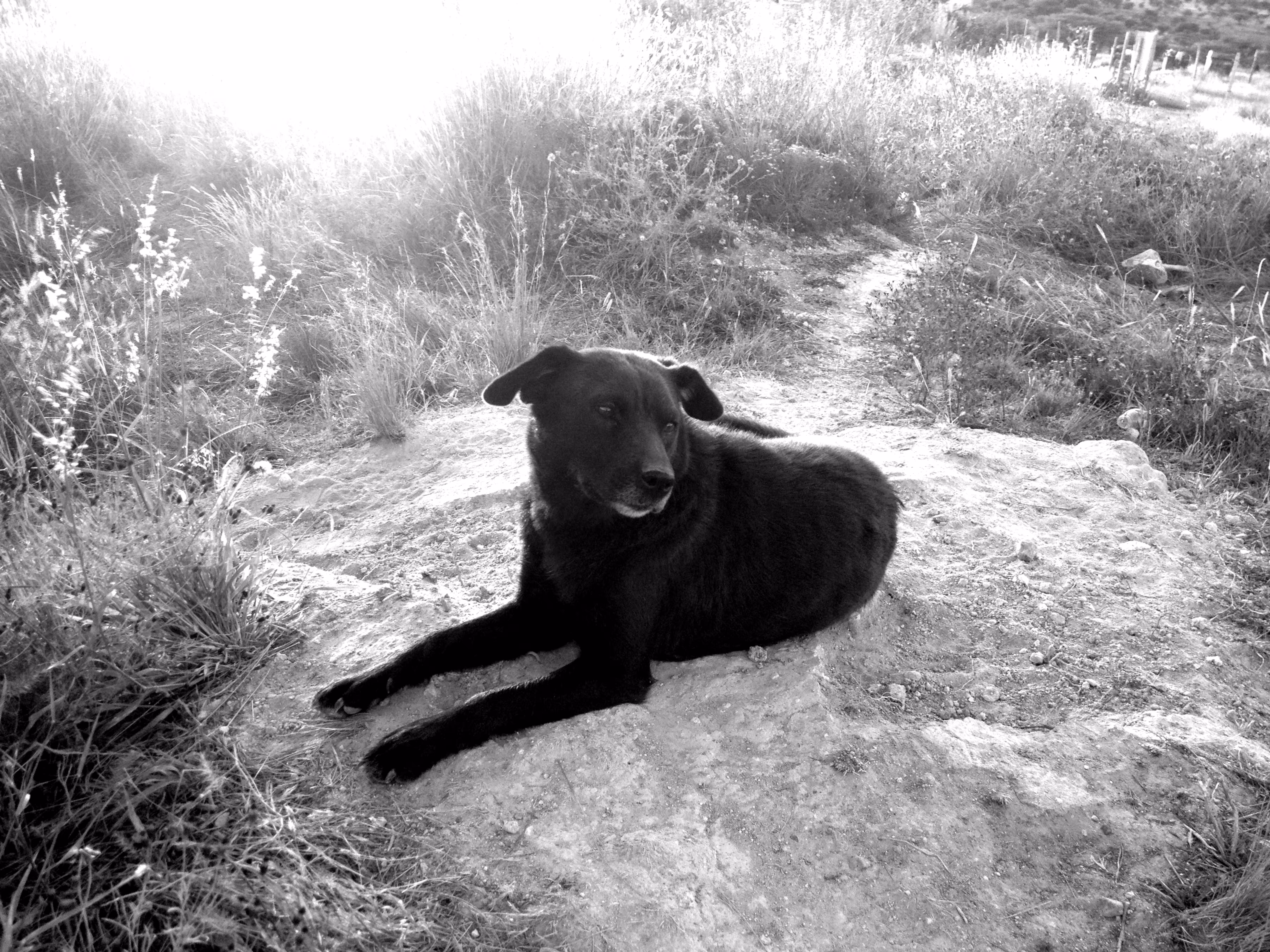 Peaceful Dog