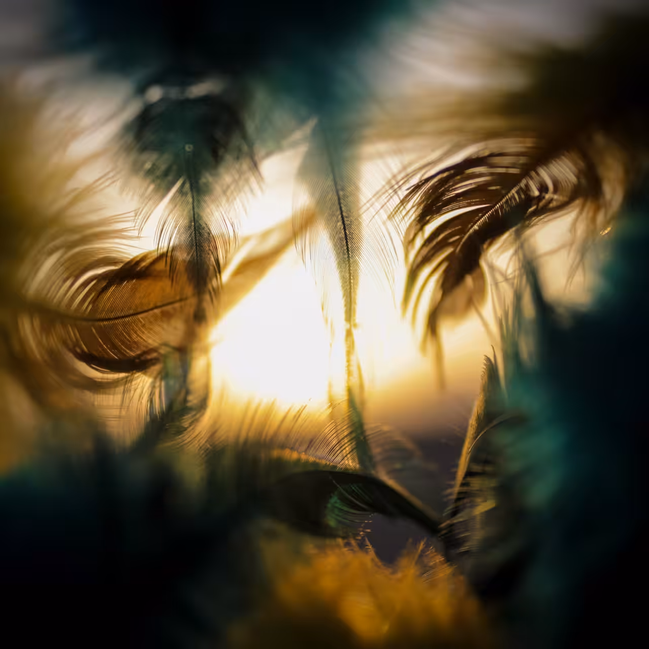 Feathered Horizon