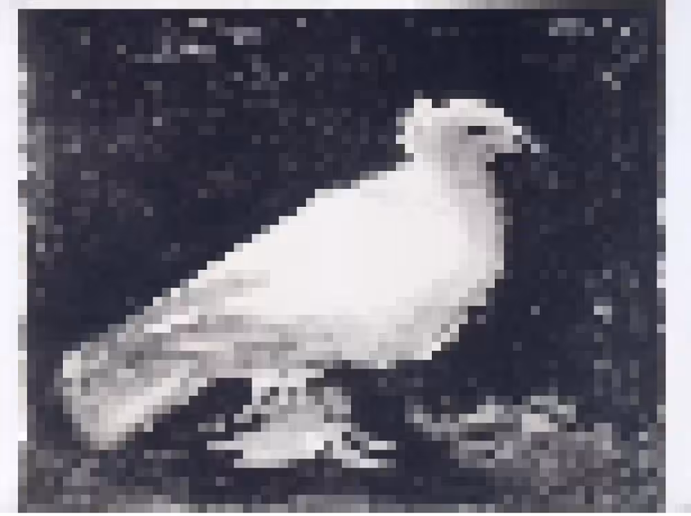 Dove