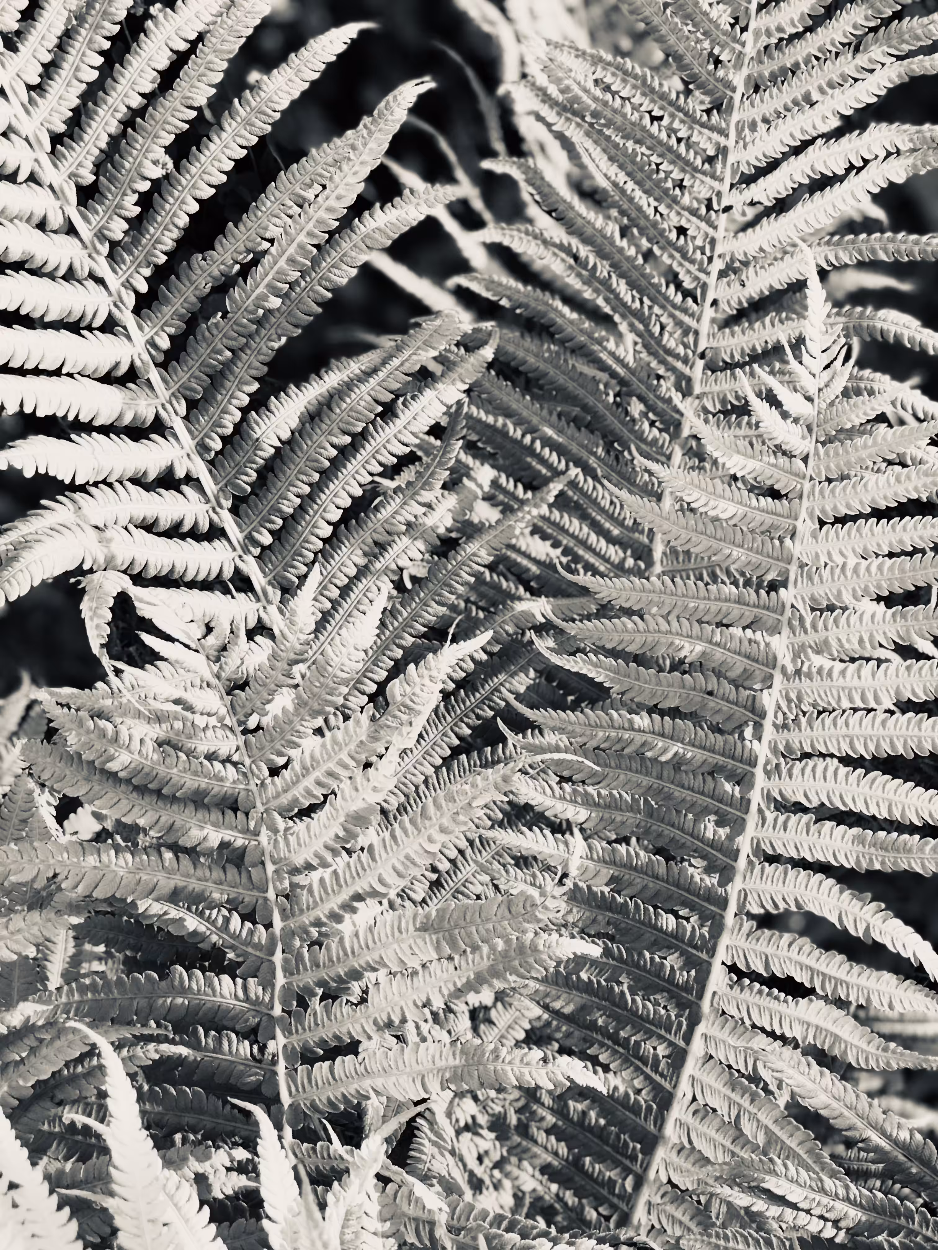 Gray Fern