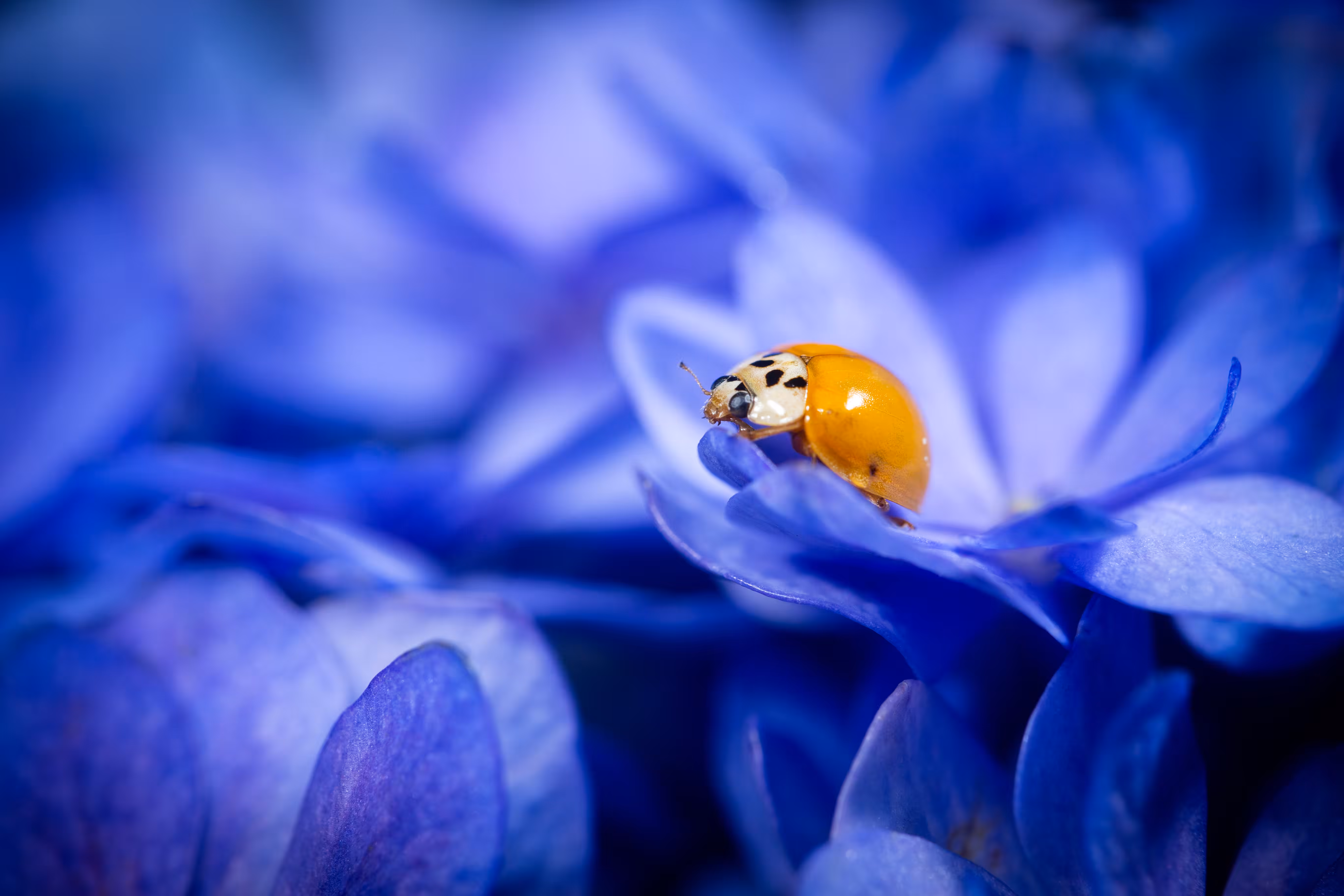 Into the blue