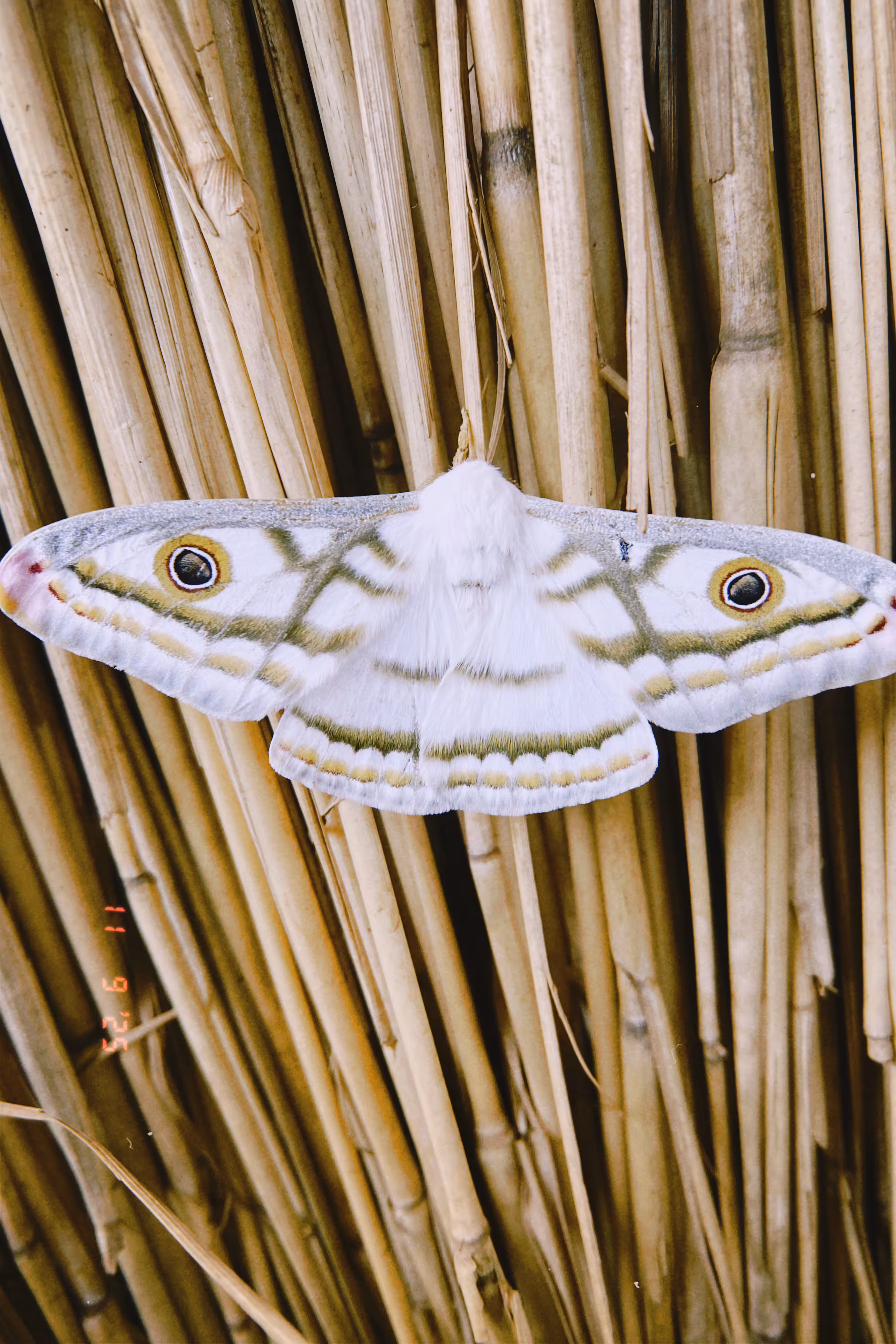 Butterfly #006