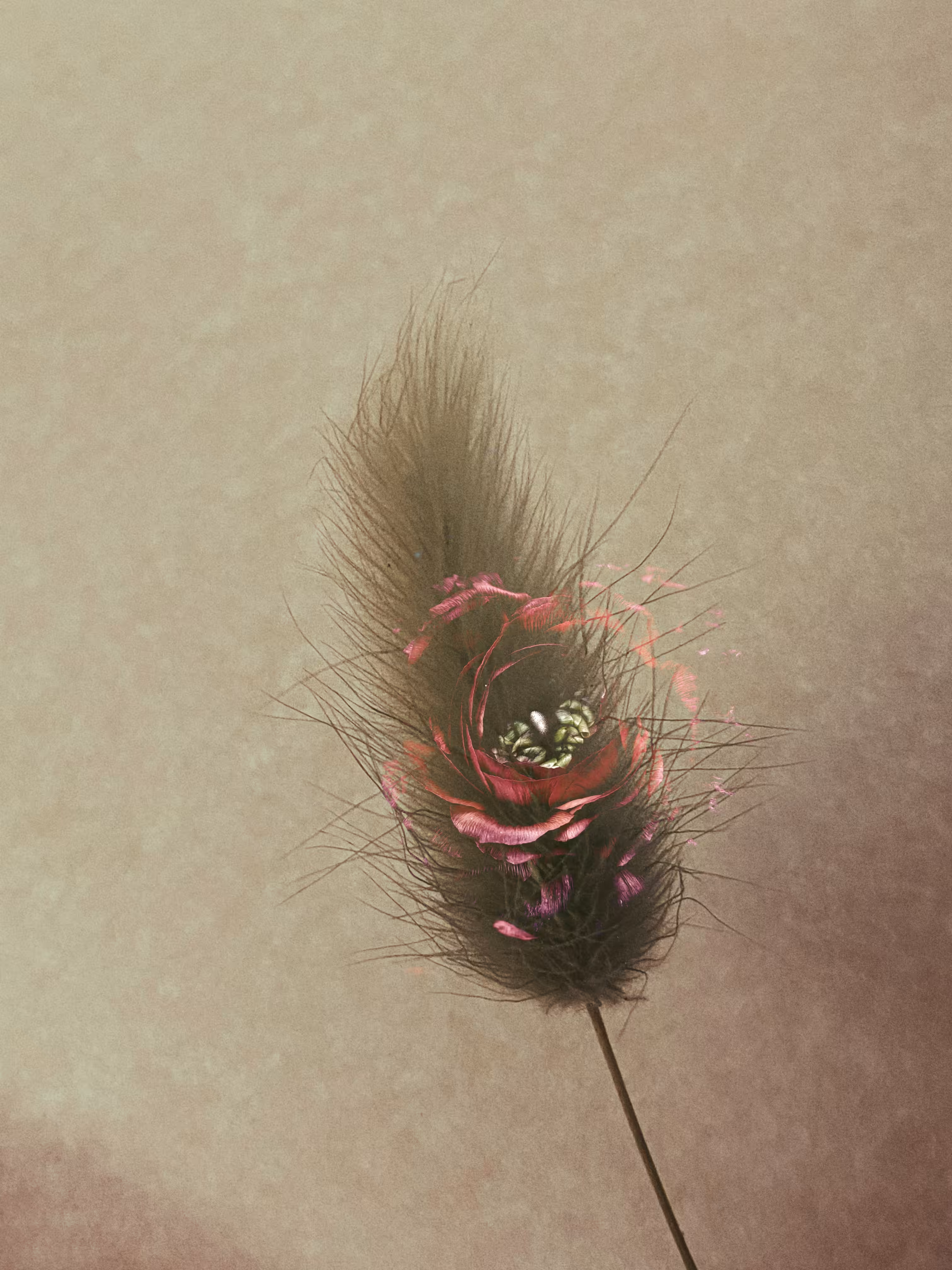 🖤Ghost of My Former Self: Crimson Ranunculus♥️