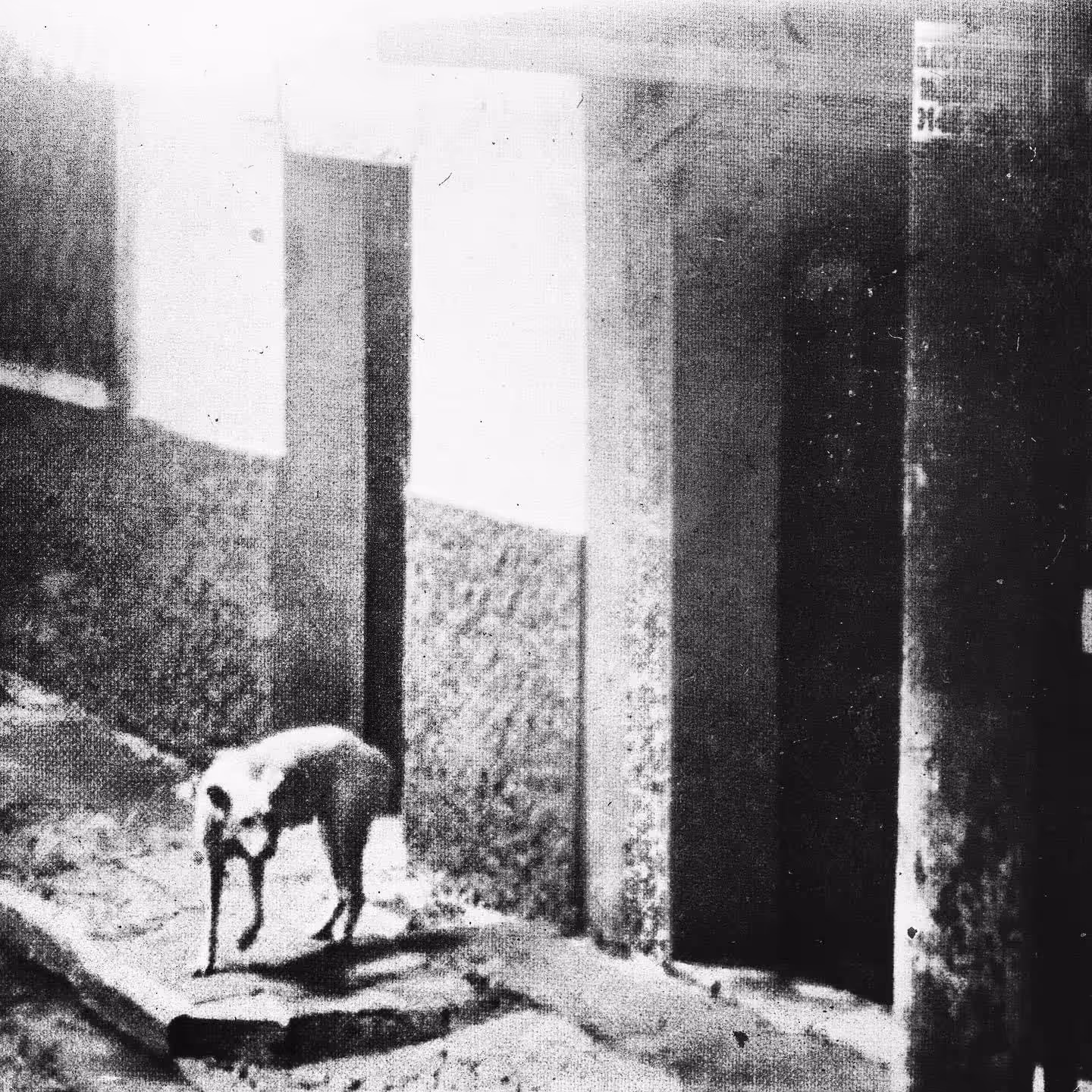 Rodeo post #545: stray dog