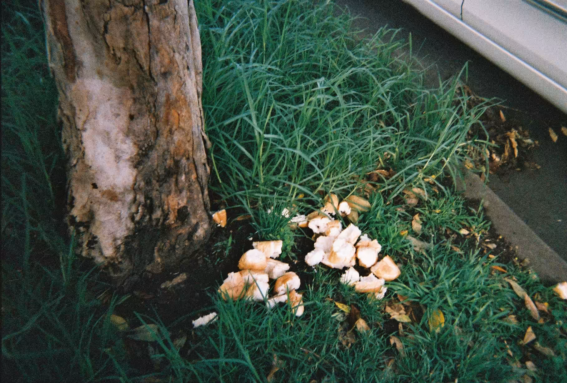 Day204 yummymushroom