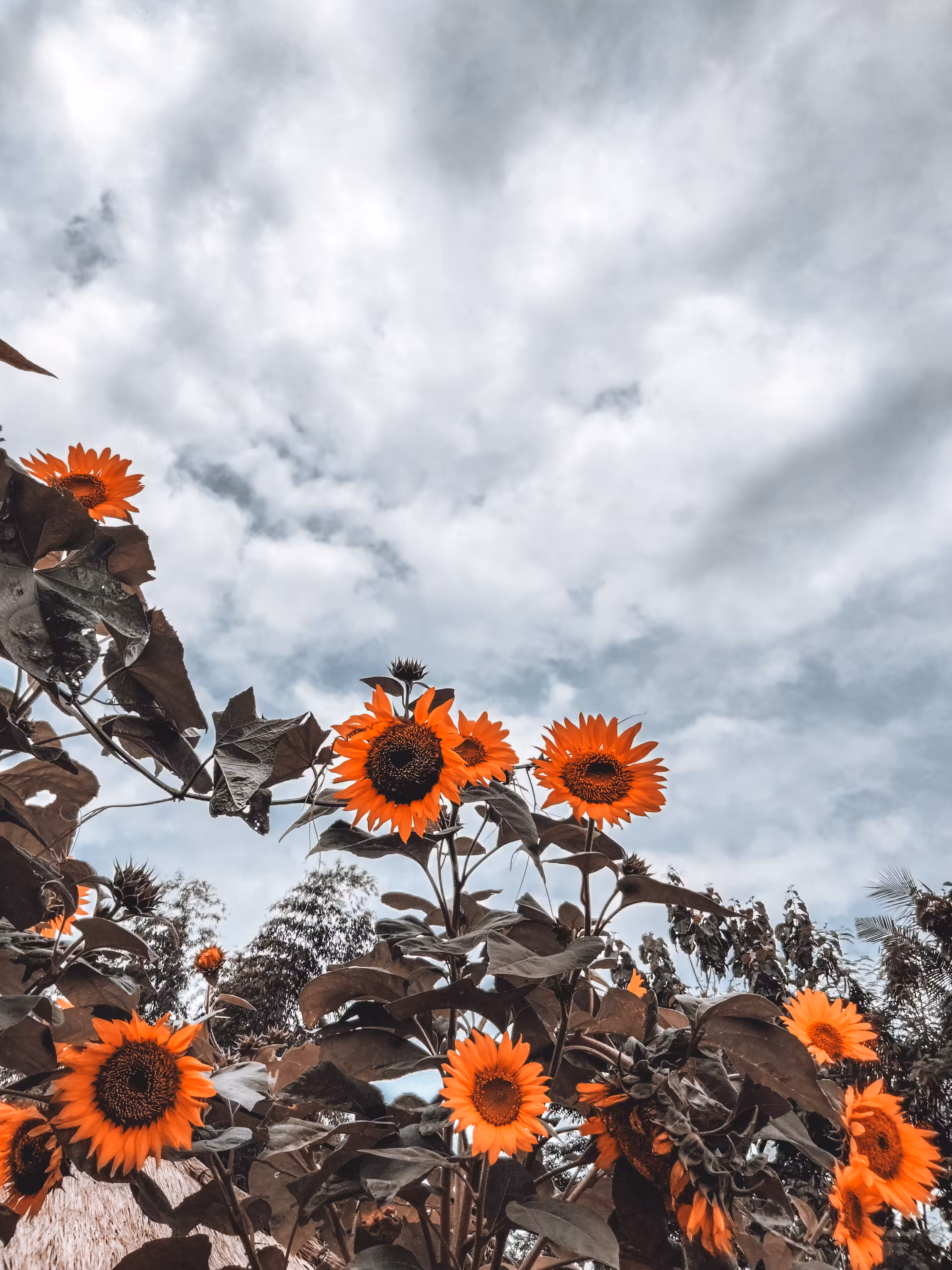 Tournesol