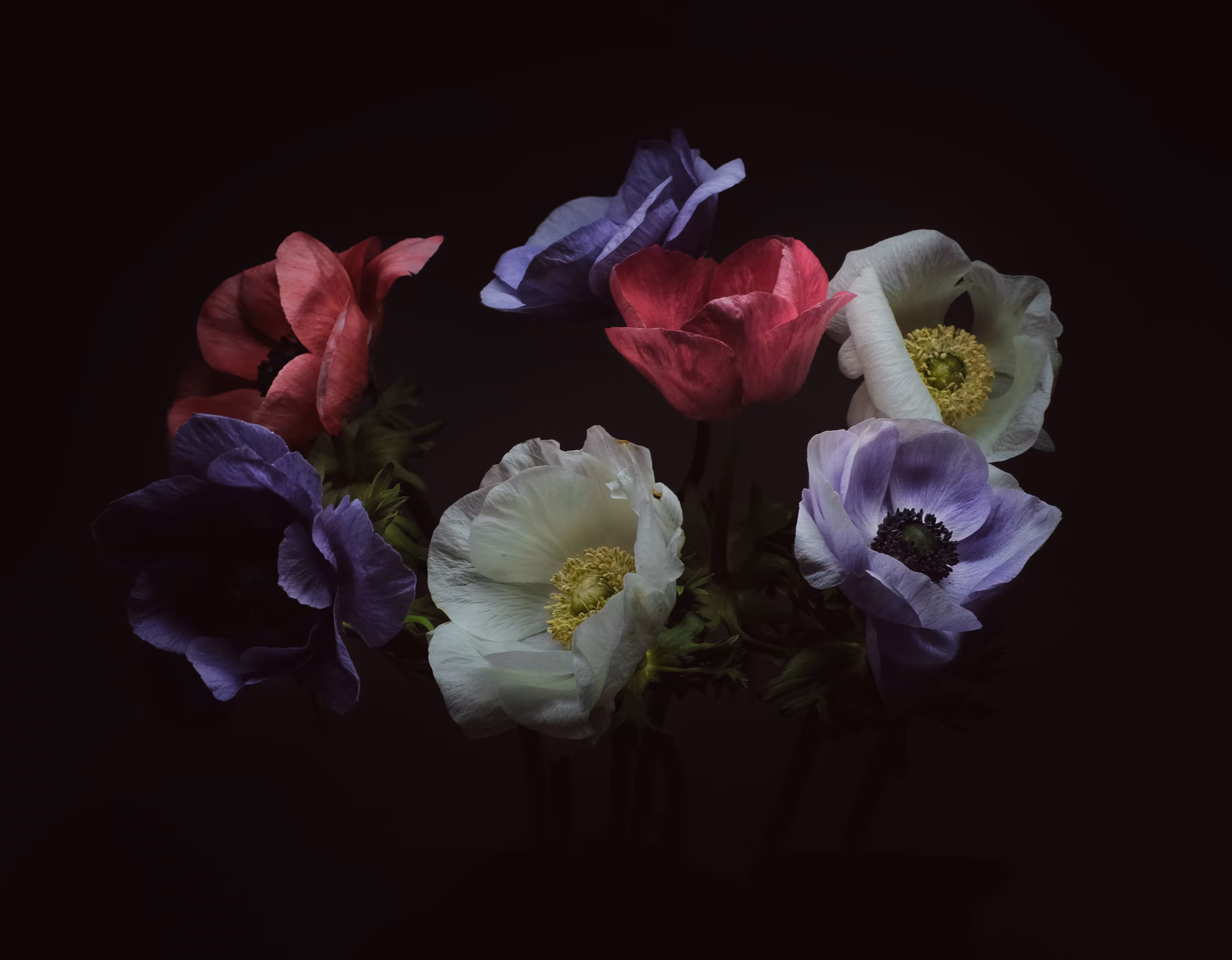 French Poppies