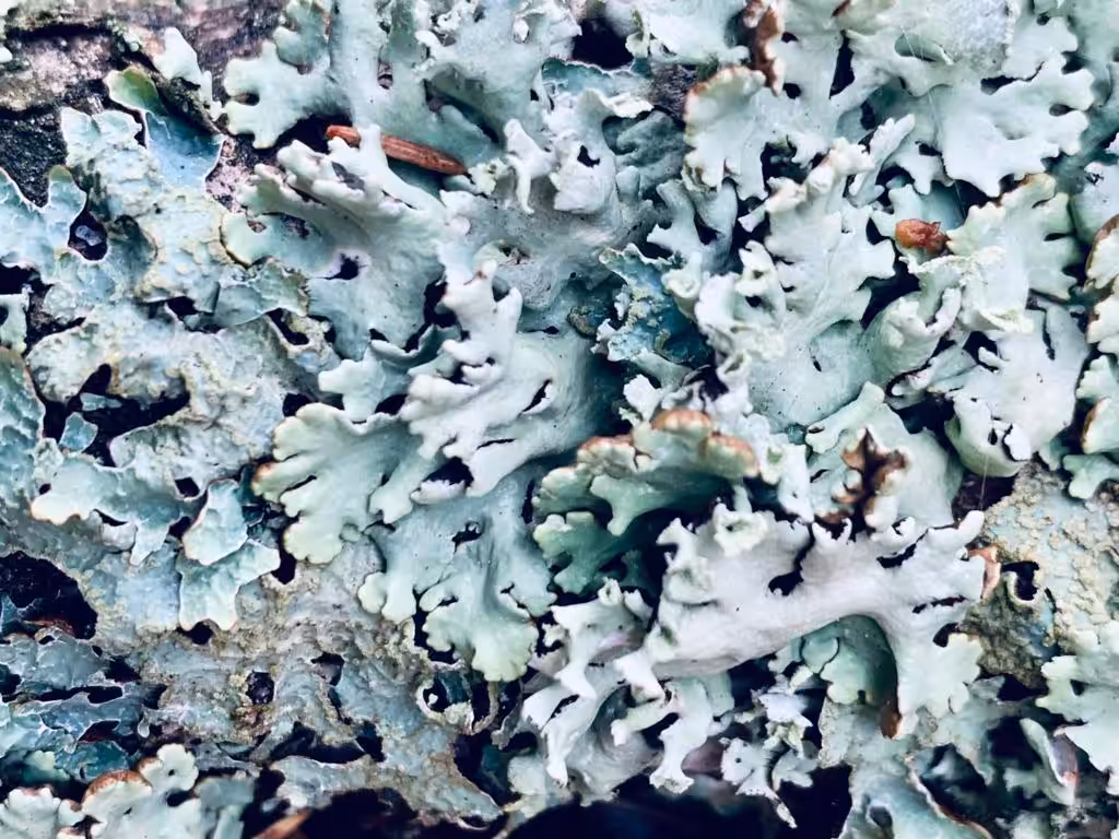 Forest corals