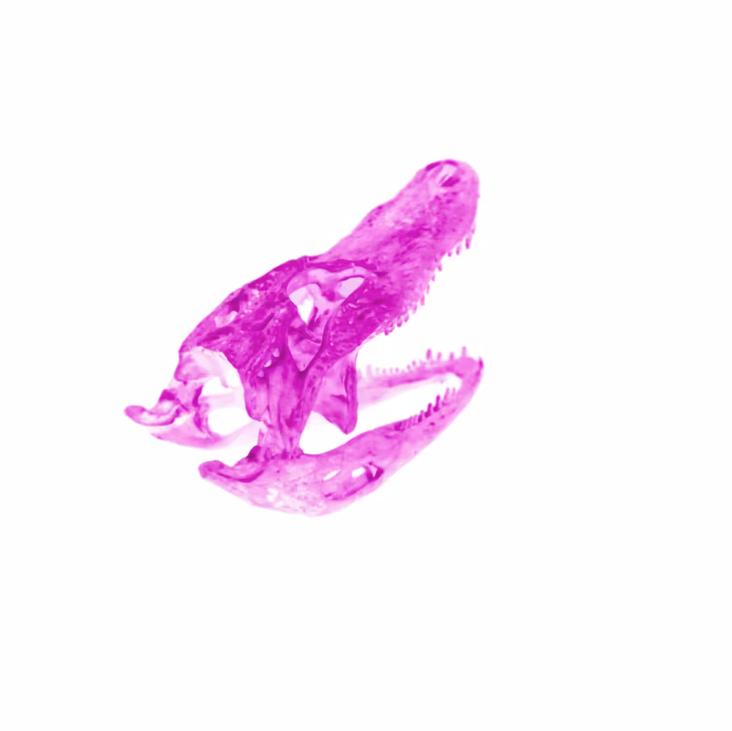 Radioactive Roadkill Pink Gamma (Alligator)
