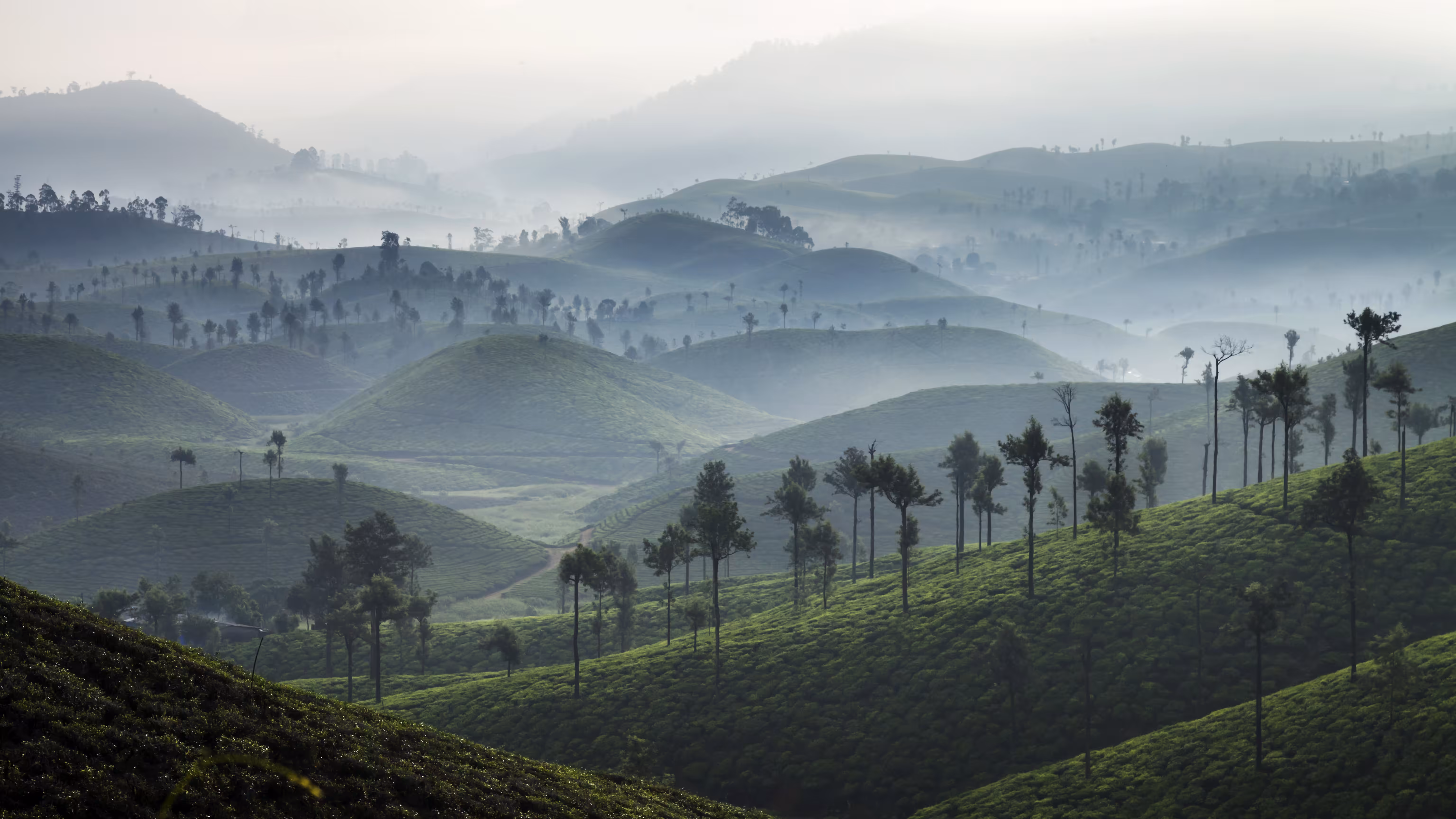 Valparai Tea Plantation