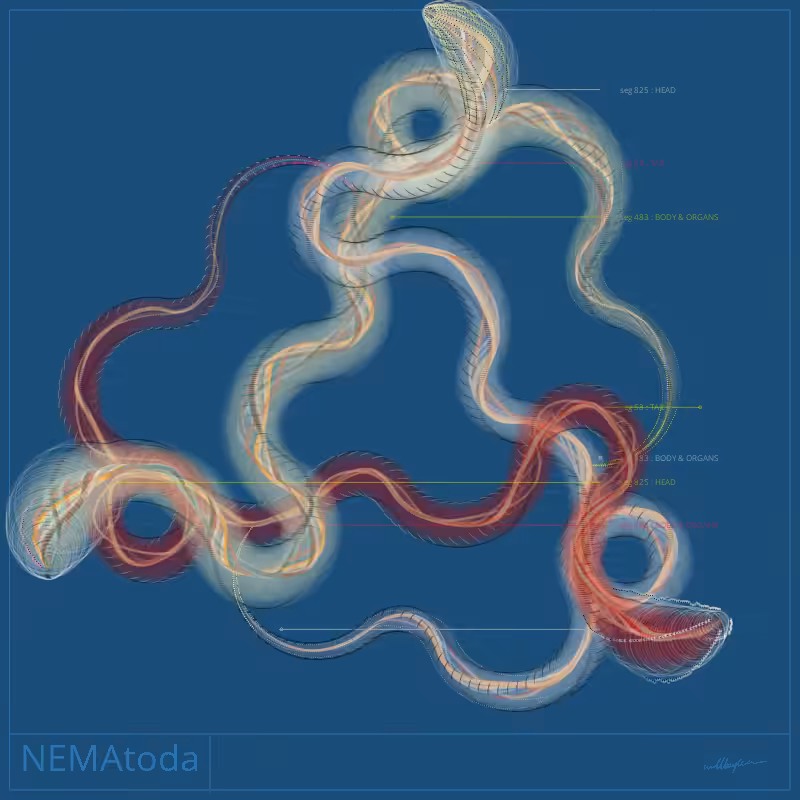 NEMA #5