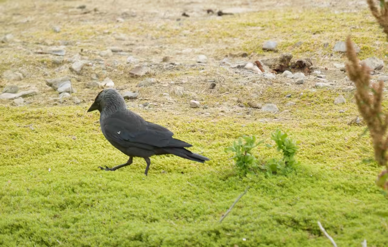 Jackdaw Flow